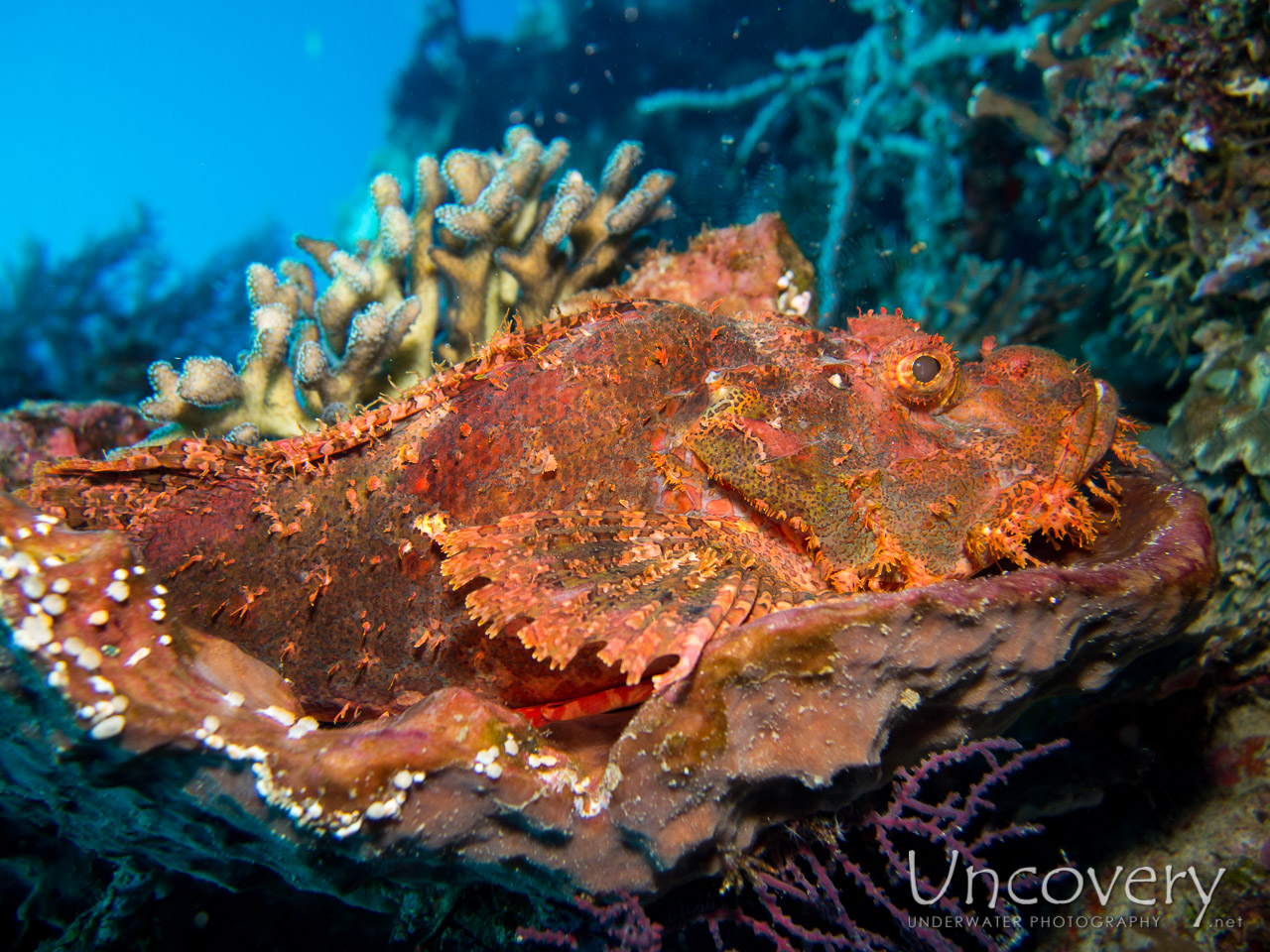 Scorpionfish shot in Indonesia|Bali|Menjangan|Var. Locations