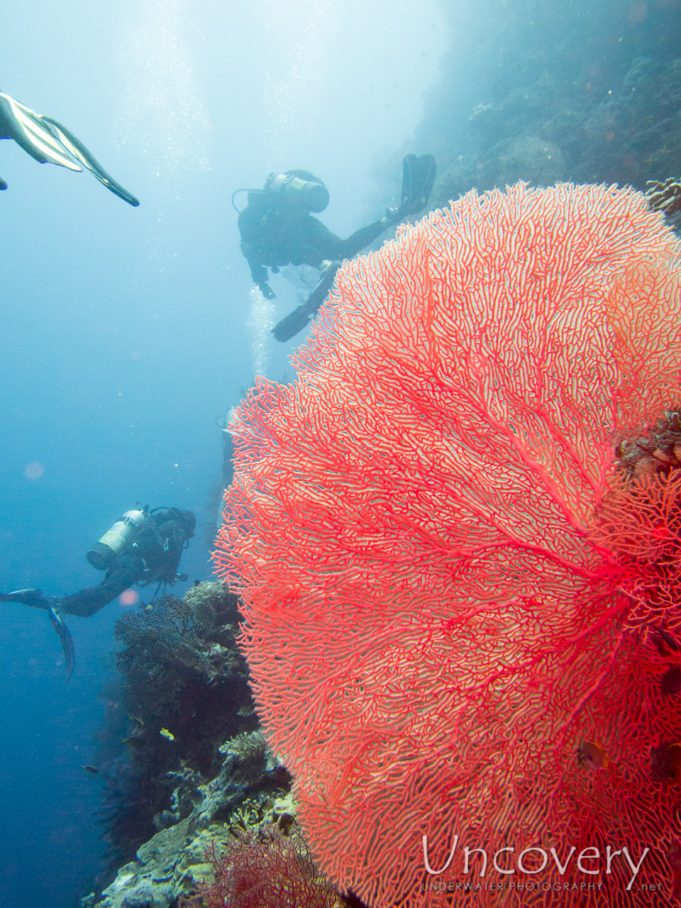 Coral, photo taken in Indonesia, Bali, Menjangan, Var. Locations