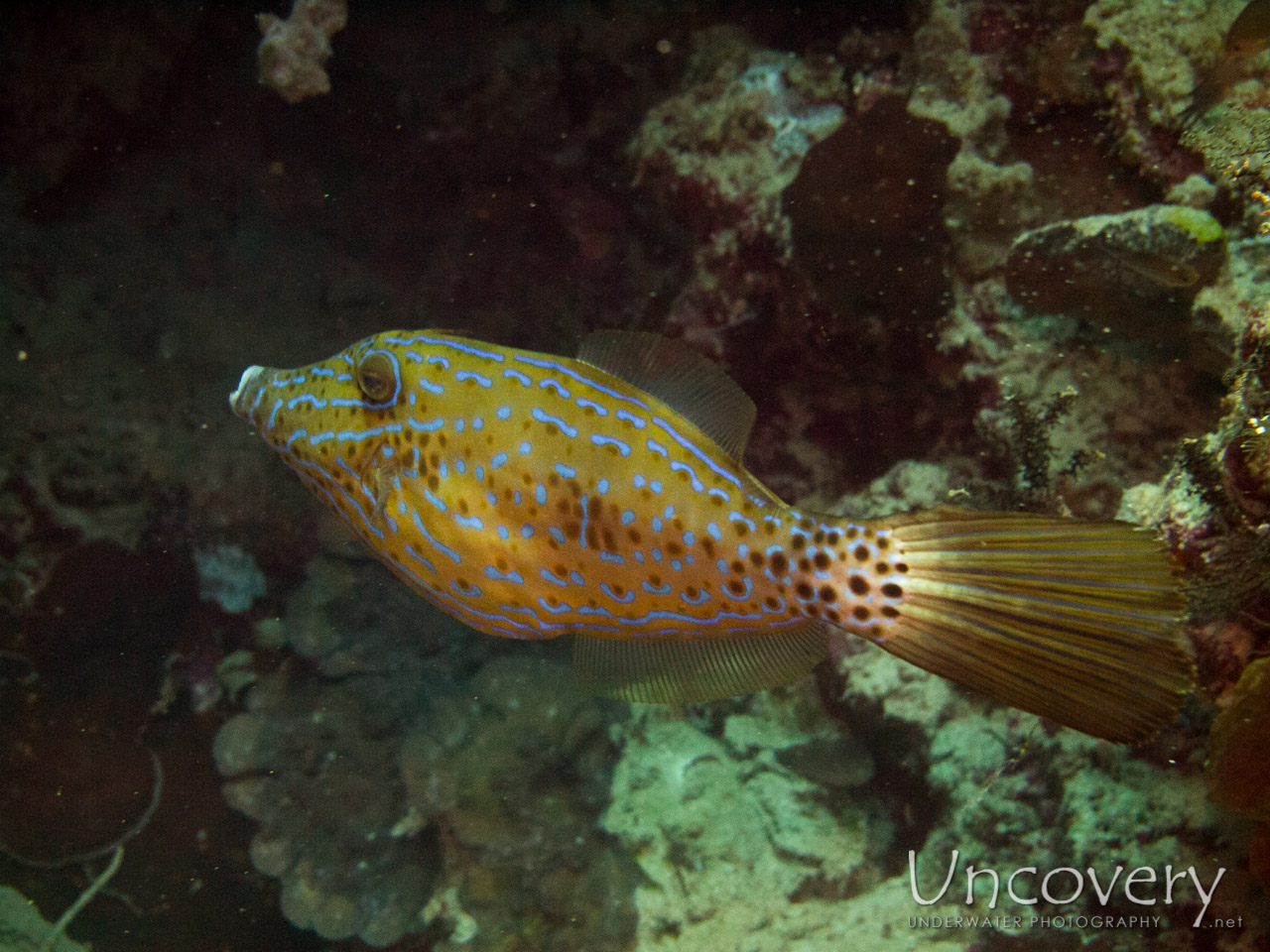Scrawled Filefish, photo taken in Indonesia, Bali, Menjangan, Var. Locations