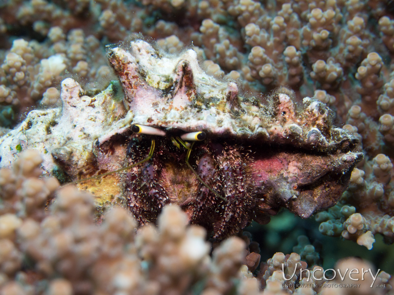 Hermit Crab, photo taken in Indonesia, Bali, Menjangan, Var. Locations