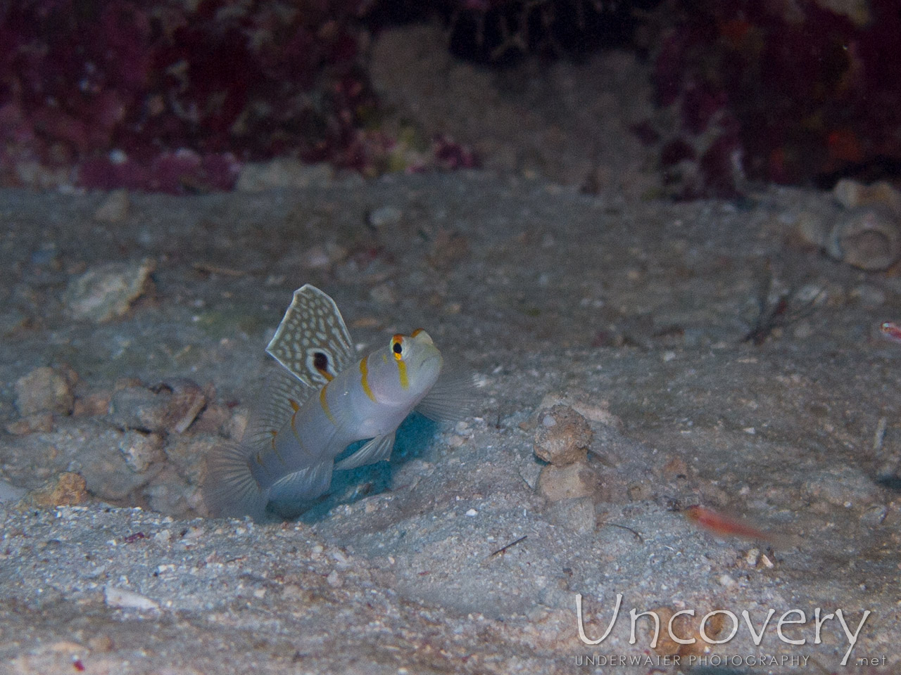 Goby, photo taken in Indonesia, Bali, Menjangan, Var. Locations