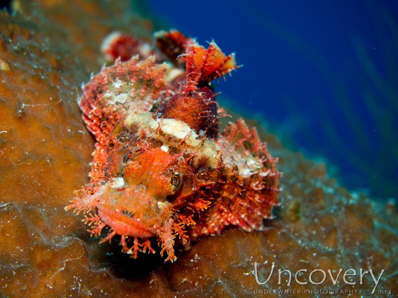 Tassled Scorpionfish (scorpaenopsis Oxycephala), photo taken in Indonesia, Bali, Menjangan, Var. Locations