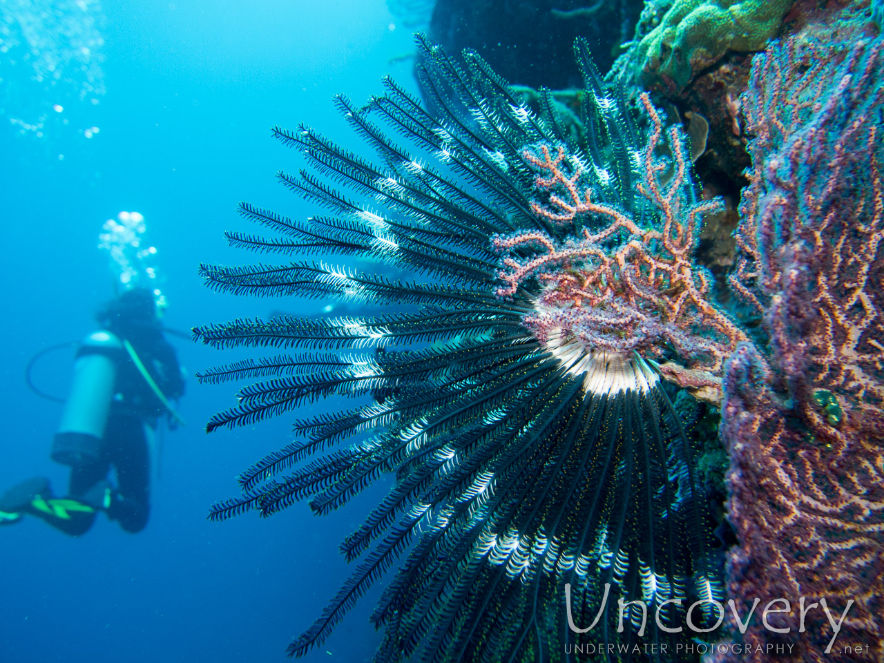 Feather Star (crinoidae), photo taken in Indonesia, Bali, Menjangan, Var. Locations