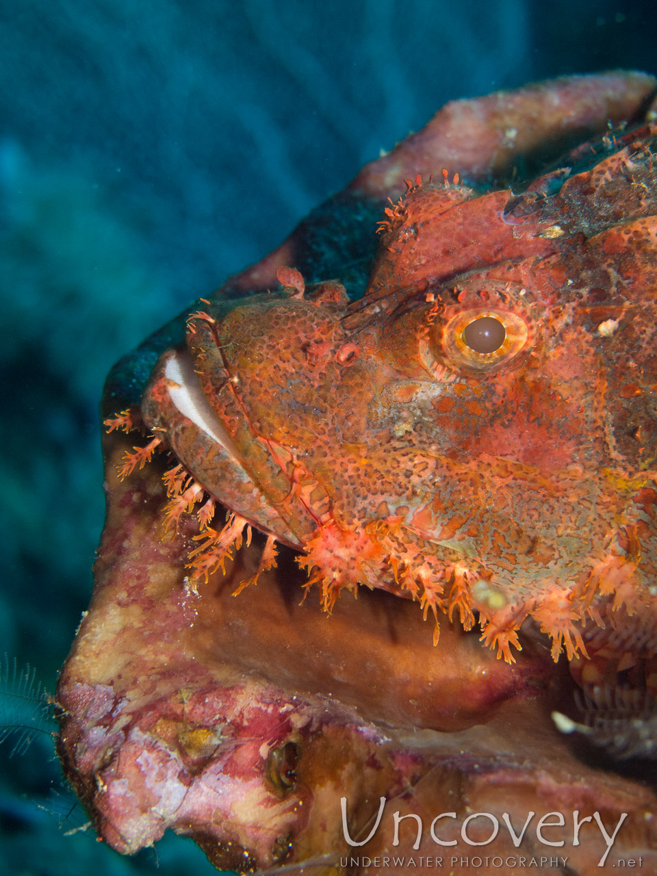 Tassled Scorpionfish (scorpaenopsis Oxycephala), photo taken in Indonesia, Bali, Menjangan, Var. Locations