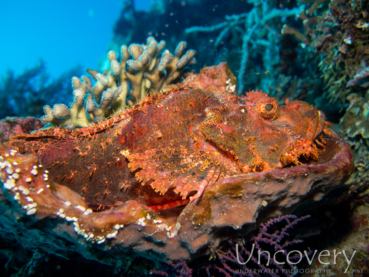 Tassled Scorpionfish (scorpaenopsis Oxycephala), photo taken in Indonesia, Bali, Menjangan, Var. Locations