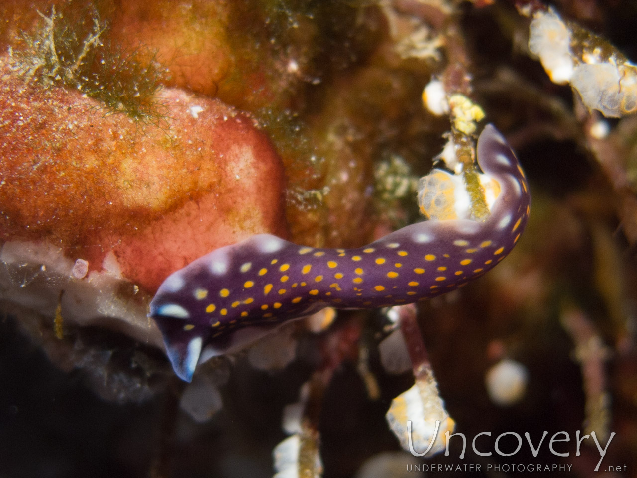 Nudibranch, photo taken in Indonesia, Bali, Menjangan, Var. Locations