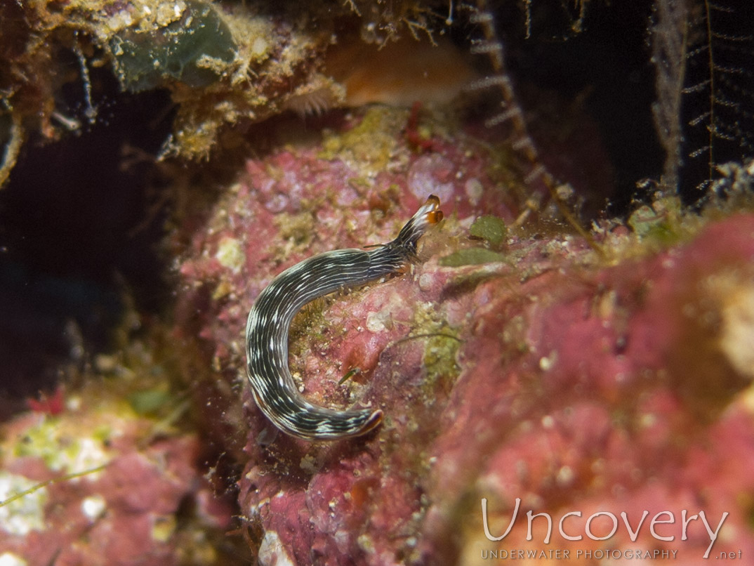 Nudibranch, photo taken in Indonesia, Bali, Menjangan, Var. Locations