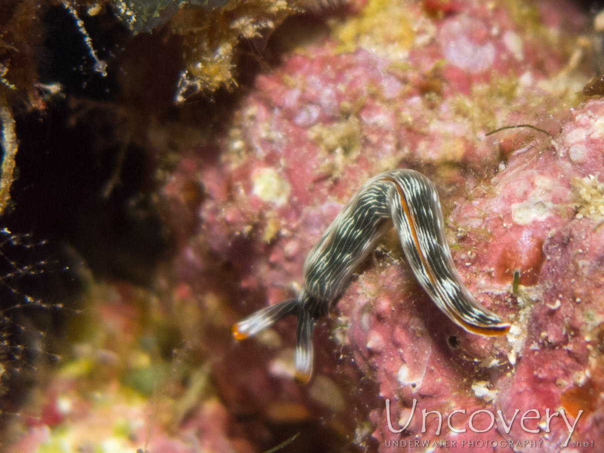 Nudibranch, photo taken in Indonesia, Bali, Menjangan, Var. Locations