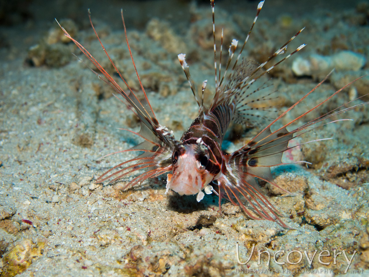 Devil Firefish (pterois Miles), photo taken in Indonesia, Bali, Menjangan, Var. Locations