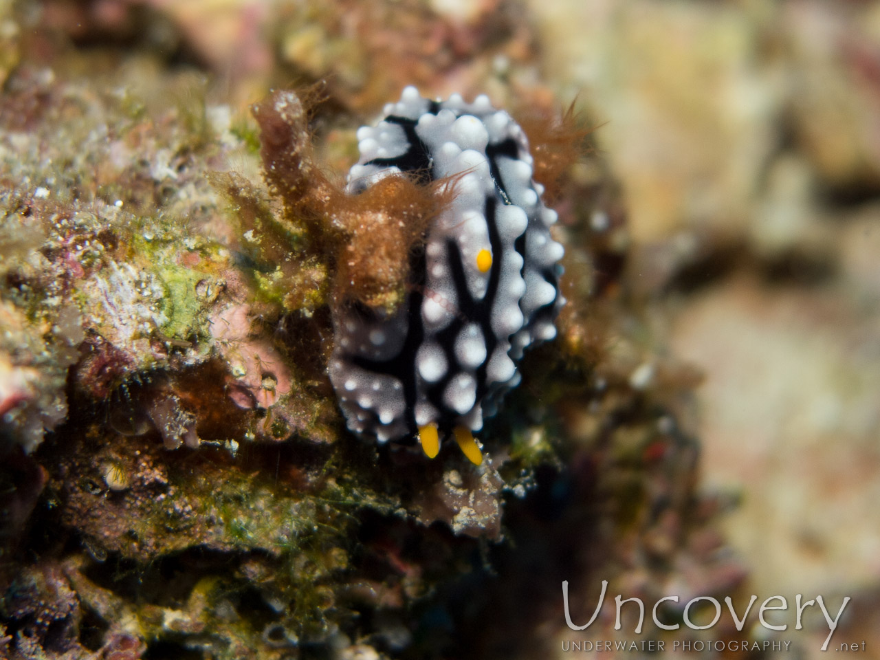 Nudibranch, photo taken in Indonesia, Bali, Menjangan, Var. Locations