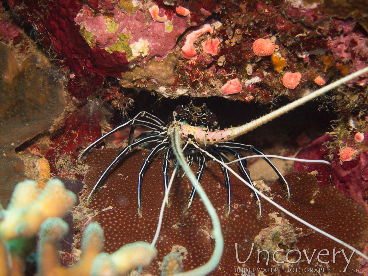 Painted Spiny Lobster (panulirus Versicolor), photo taken in Indonesia, Bali, Menjangan, Var. Locations