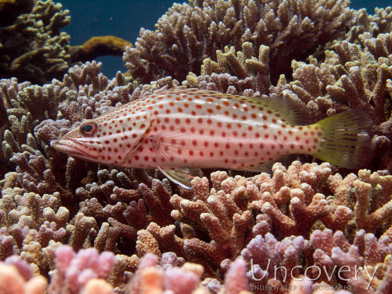 Grouper, photo taken in Indonesia, Bali, Menjangan, Var. Locations