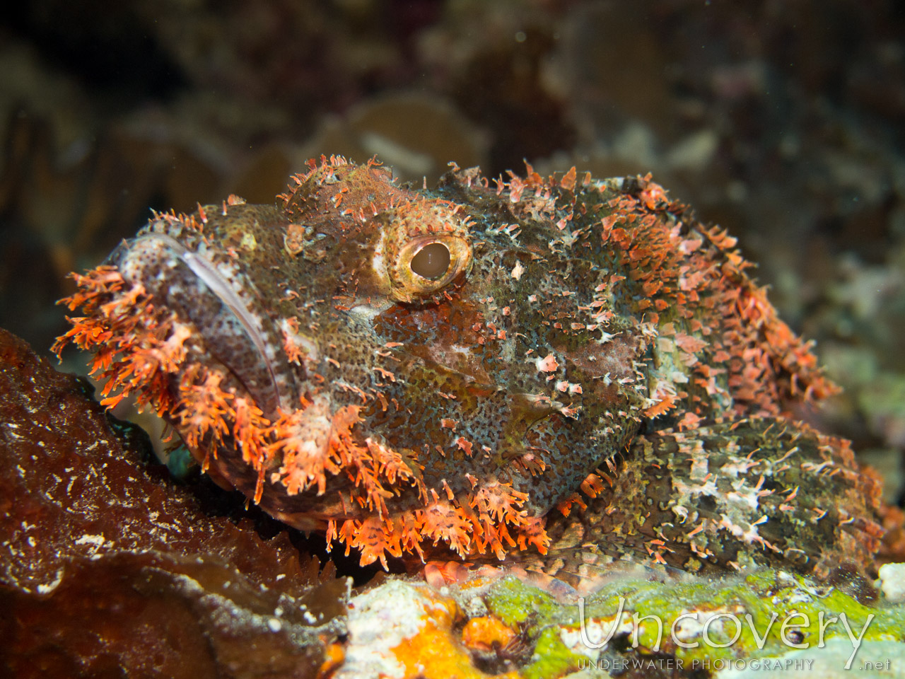 Tassled Scorpionfish (scorpaenopsis Oxycephala), photo taken in Indonesia, Bali, Menjangan, Var. Locations