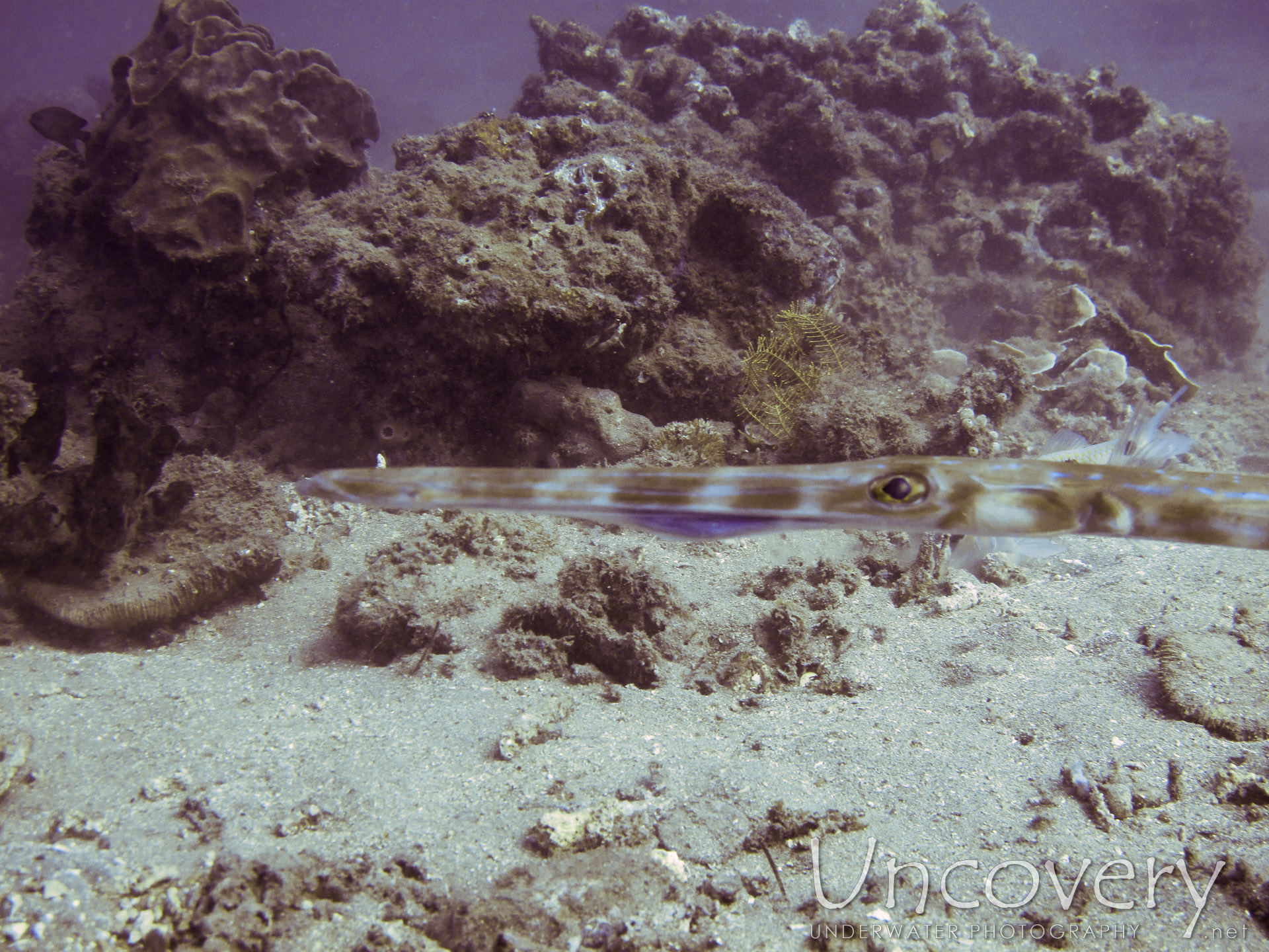 00 To Be Determined, photo taken in Philippines, Oriental Negros, Dauin, n/a