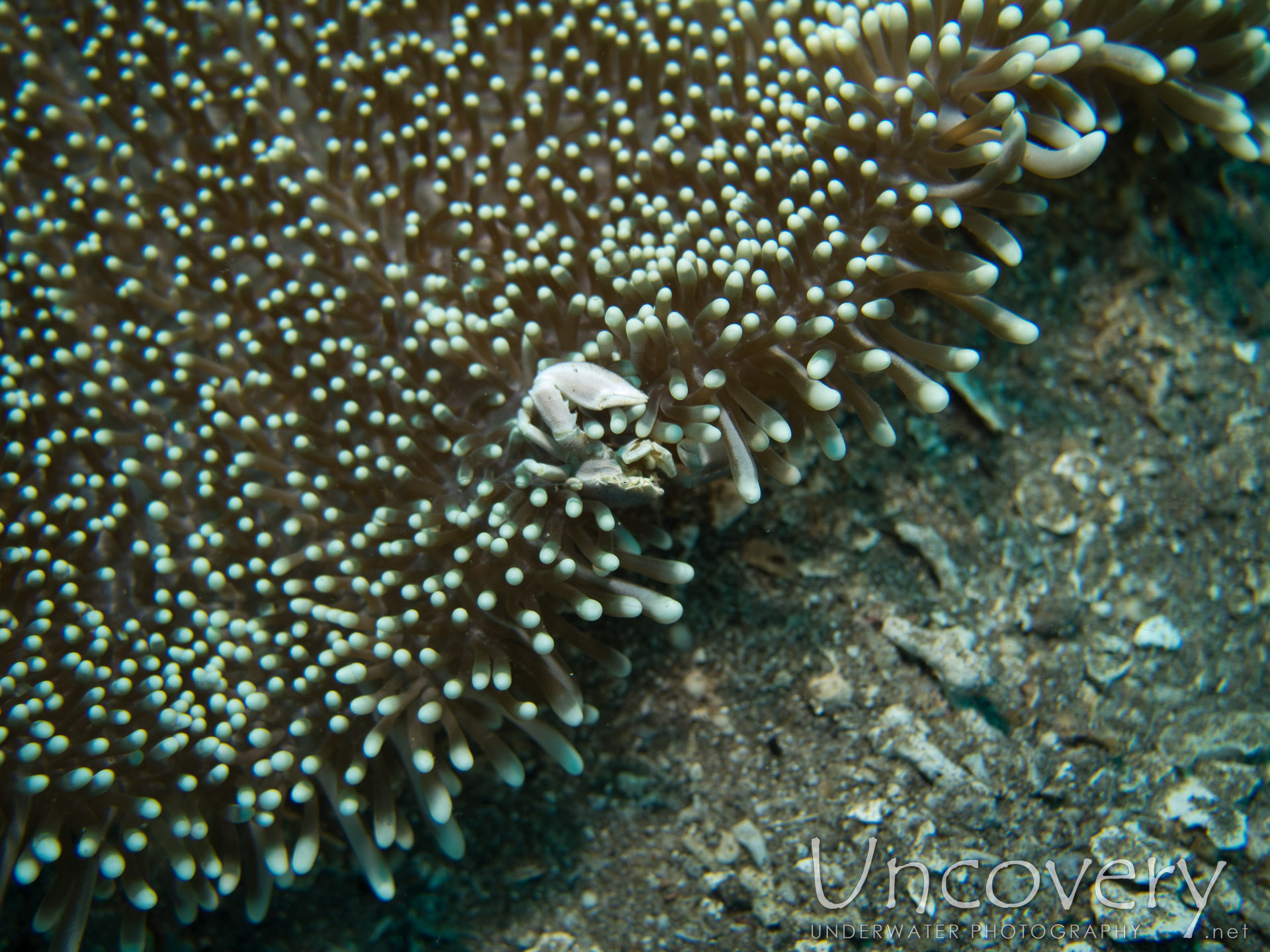 00 To Be Determined, photo taken in Philippines, Oriental Negros, Dauin, n/a