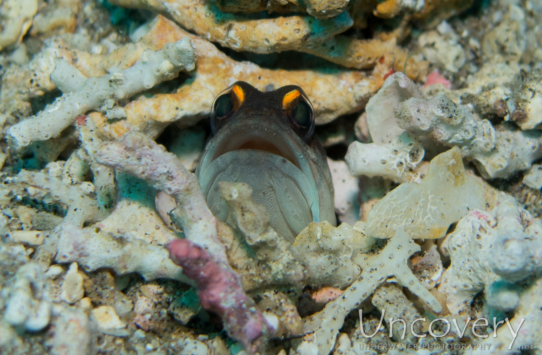 Goldspecs Jawfish (opistognathus Randalli), photo taken in Philippines, Oriental Negros, Dauin, n/a