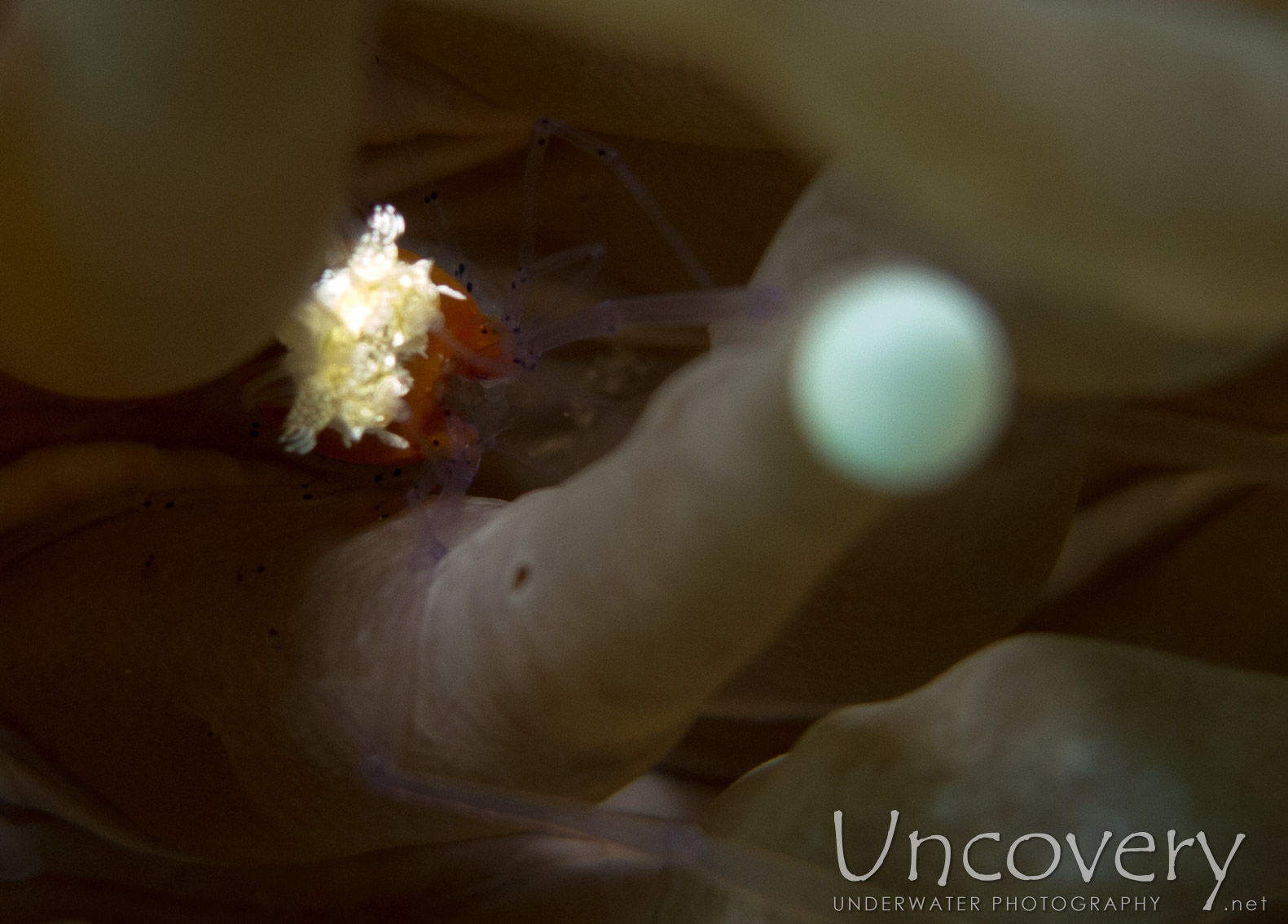 Mushroom Coral Shrimp (cuapetes Kororensis), photo taken in Philippines, Oriental Negros, Dauin, n/a
