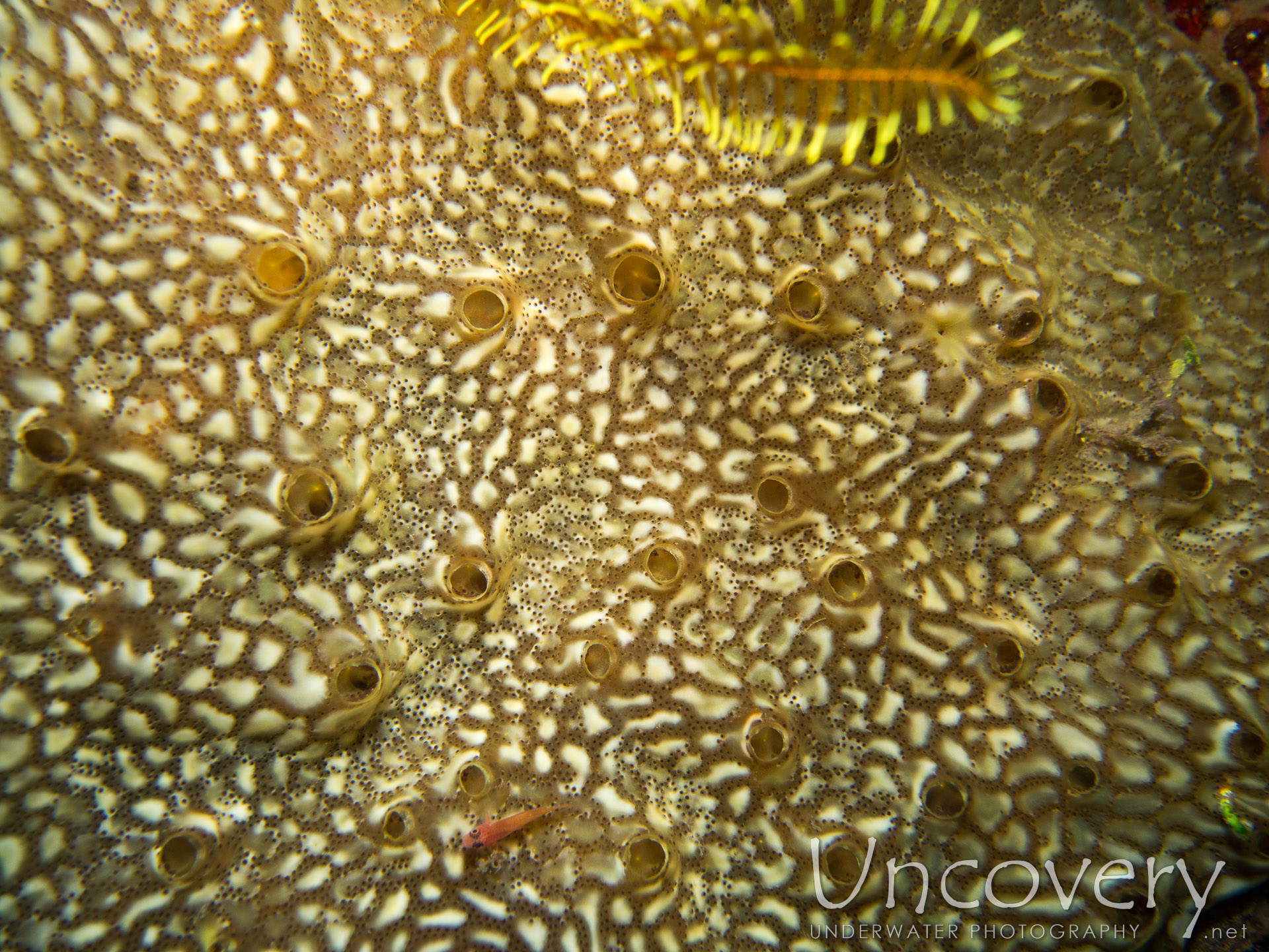 00 To Be Determined, photo taken in Philippines, Oriental Negros, Dauin, n/a