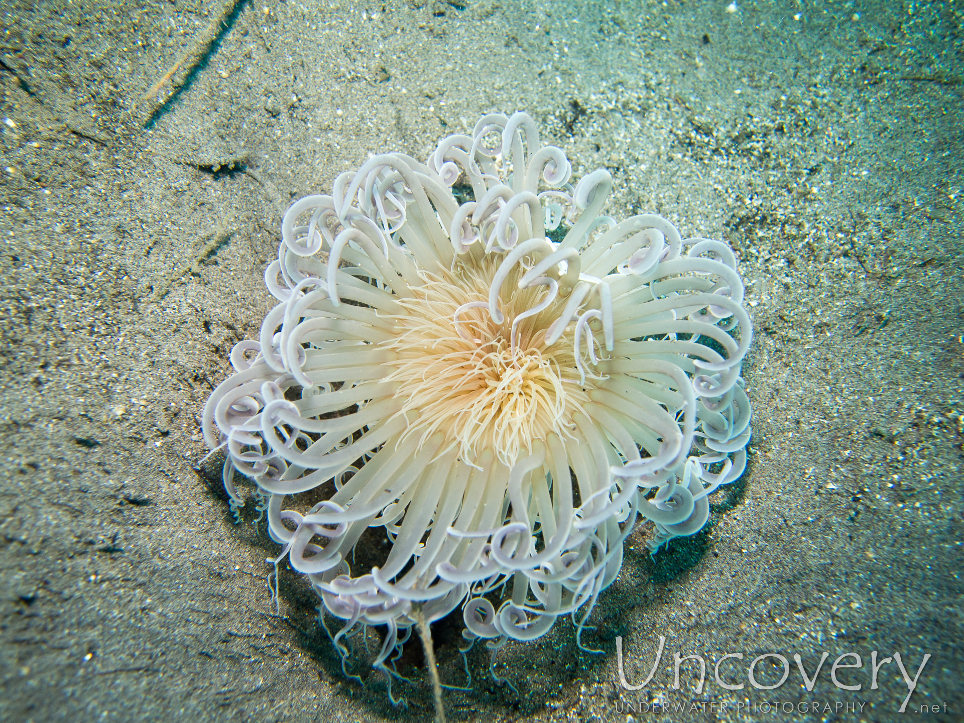 00 To Be Determined, photo taken in Philippines, Oriental Negros, Dauin, n/a