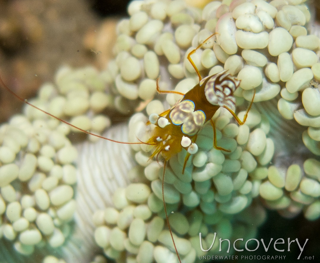 Sexy Shrimp (thor Amboinensis), photo taken in Philippines, Oriental Negros, Dauin, n/a