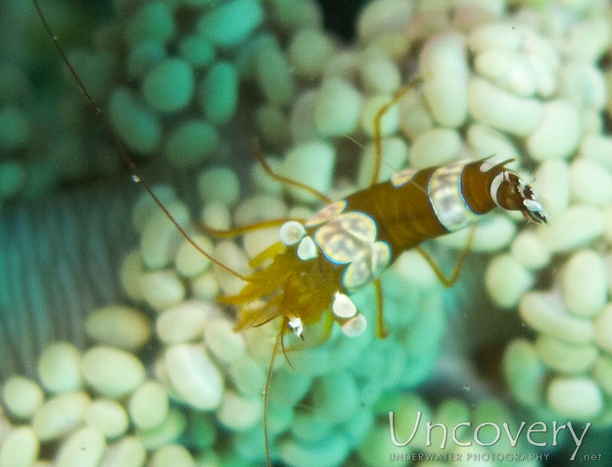 Sexy Shrimp (thor Amboinensis), photo taken in Philippines, Oriental Negros, Dauin, n/a