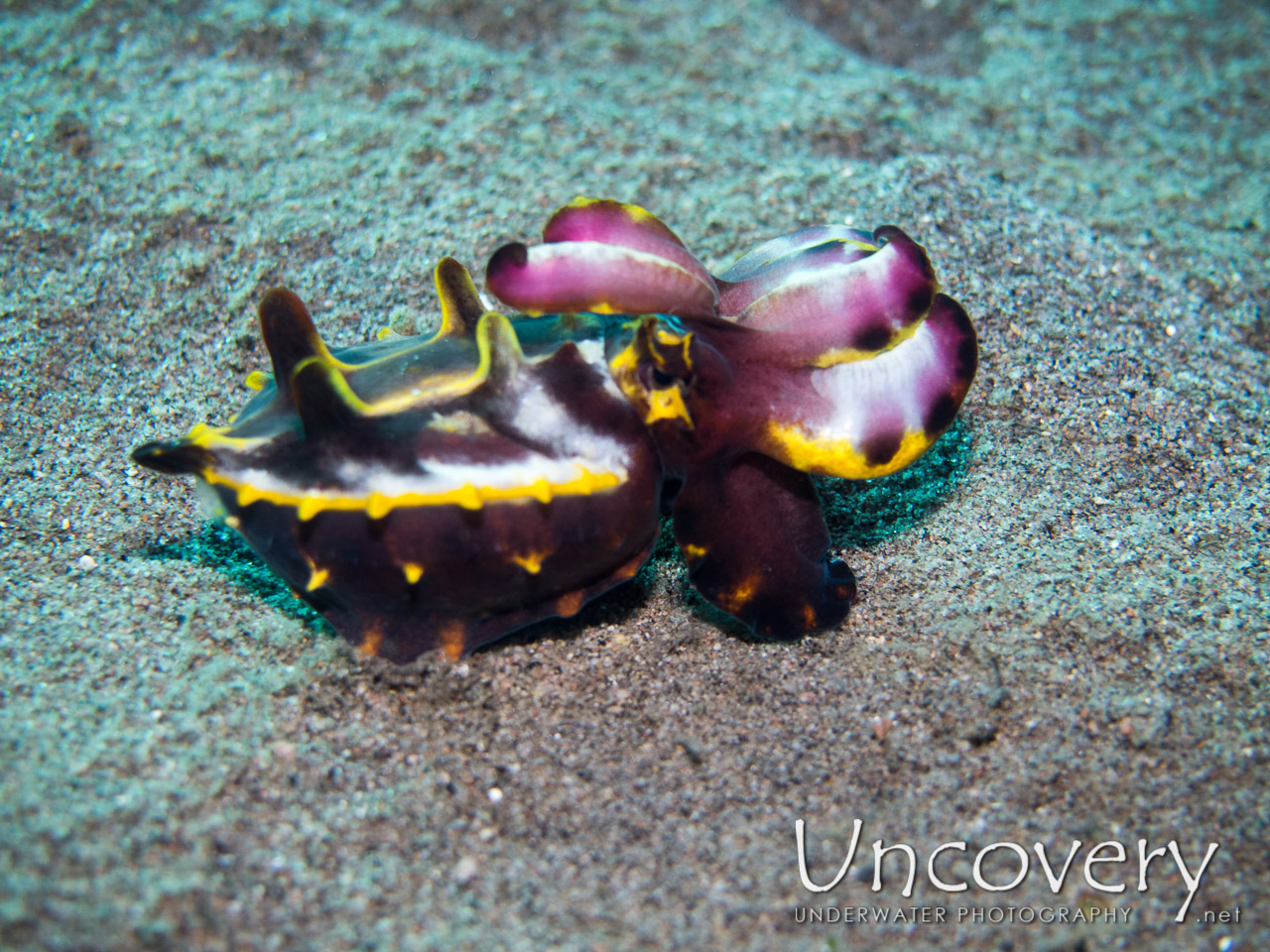 Flamboyant Cuttlefish (metasepia Pfefferi), photo taken in Philippines, Oriental Negros, Dauin, n/a