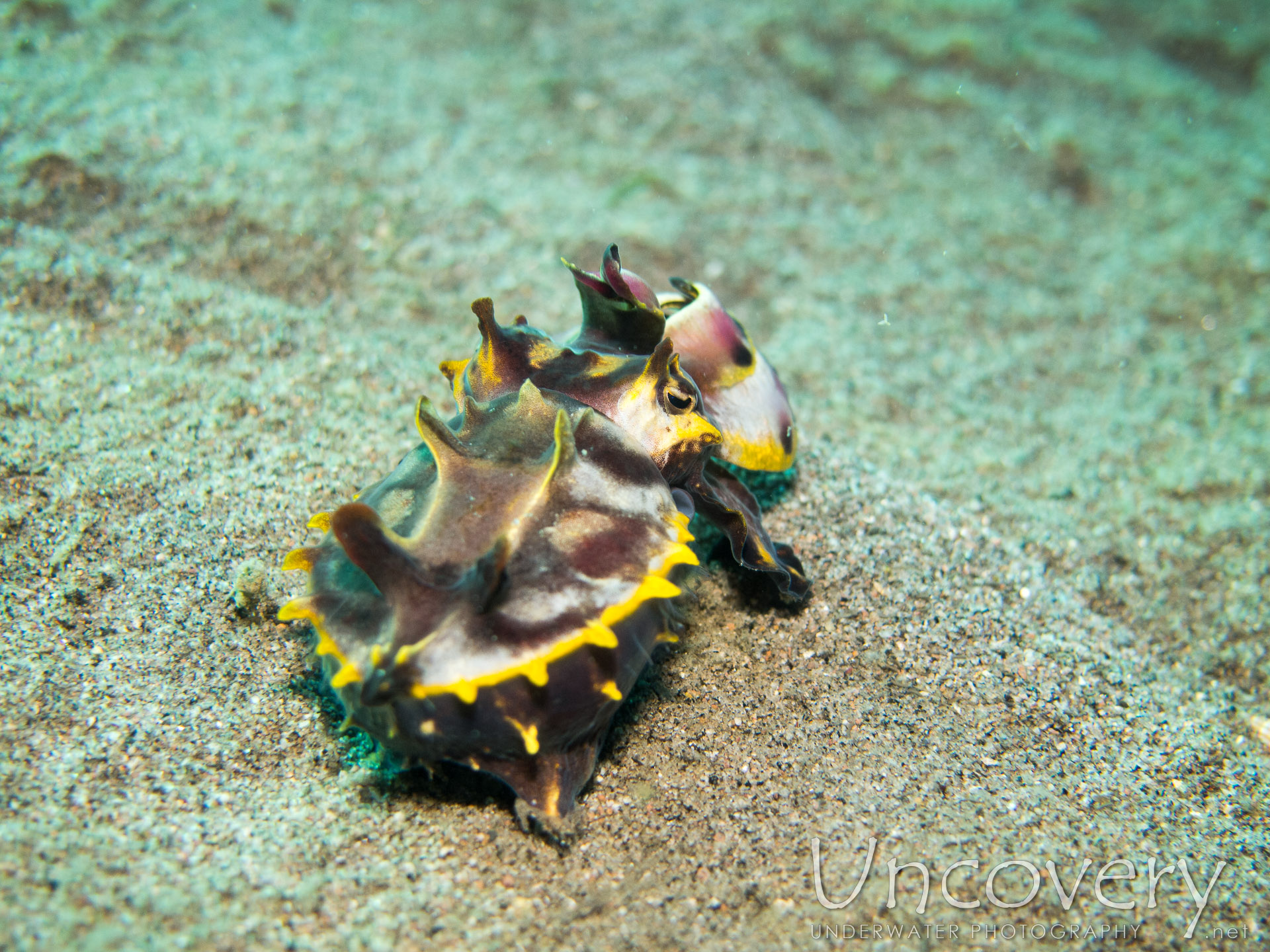 Flamboyant Cuttlefish (metasepia Pfefferi), photo taken in Philippines, Oriental Negros, Dauin, n/a