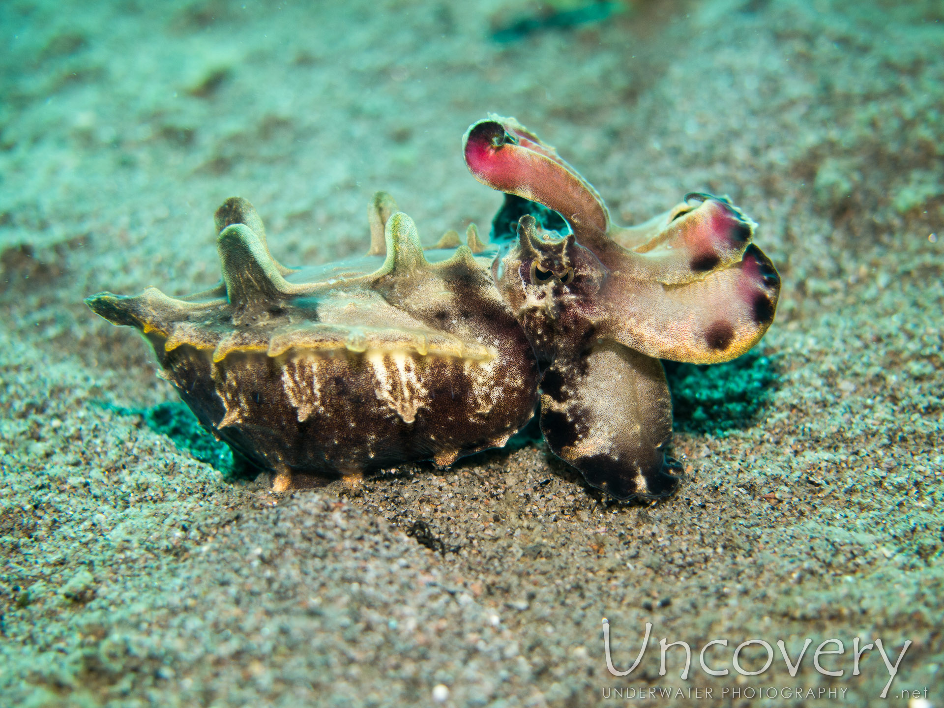 Flamboyant Cuttlefish (metasepia Pfefferi), photo taken in Philippines, Oriental Negros, Dauin, n/a