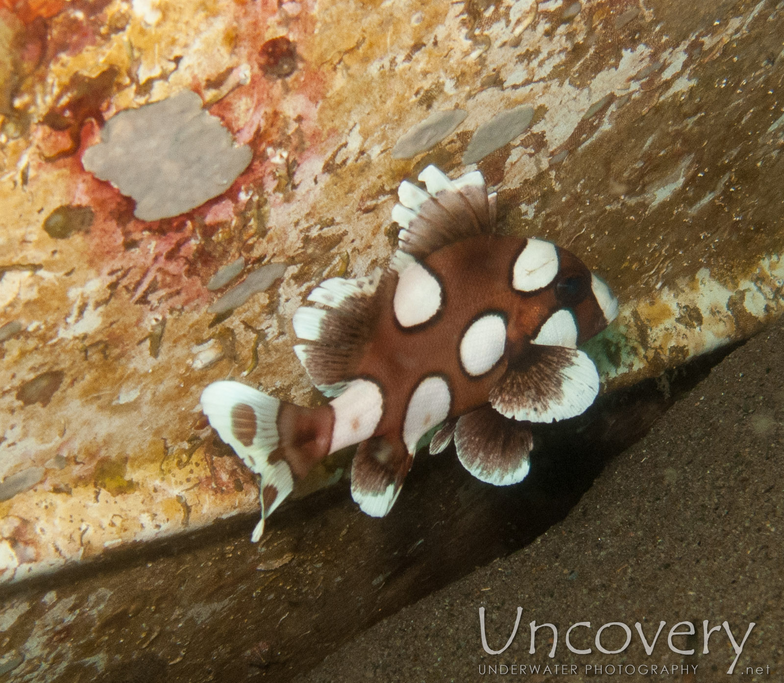 Harlequin Sweetlip (plectorhinhus Chaetodonoides), photo taken in Philippines, Oriental Negros, Dauin, n/a