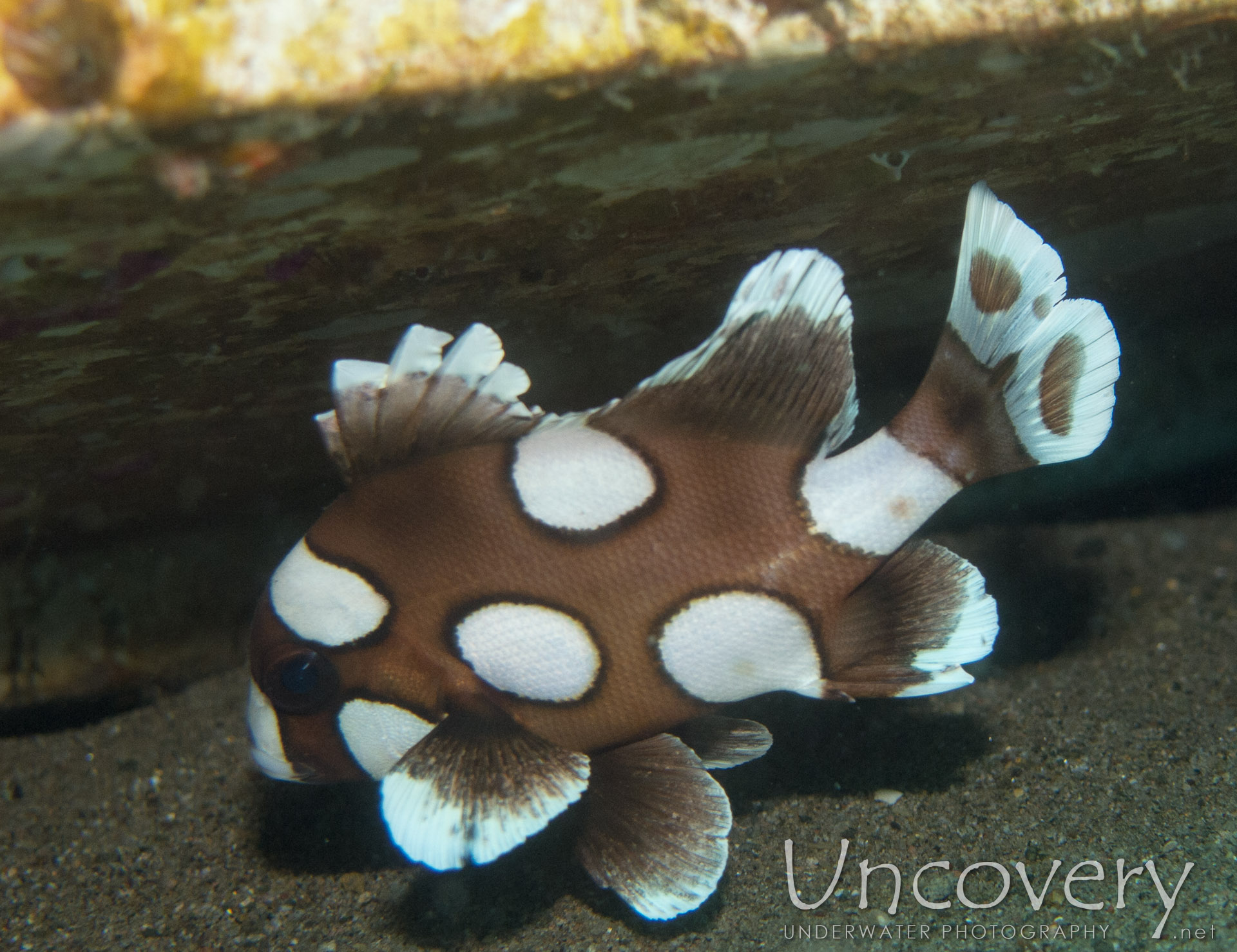 Harlequin Sweetlip (plectorhinhus Chaetodonoides), photo taken in Philippines, Oriental Negros, Dauin, n/a