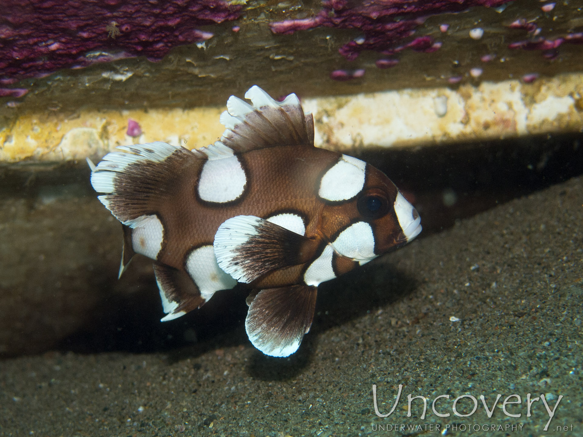 Harlequin Sweetlip (plectorhinhus Chaetodonoides), photo taken in Philippines, Oriental Negros, Dauin, n/a