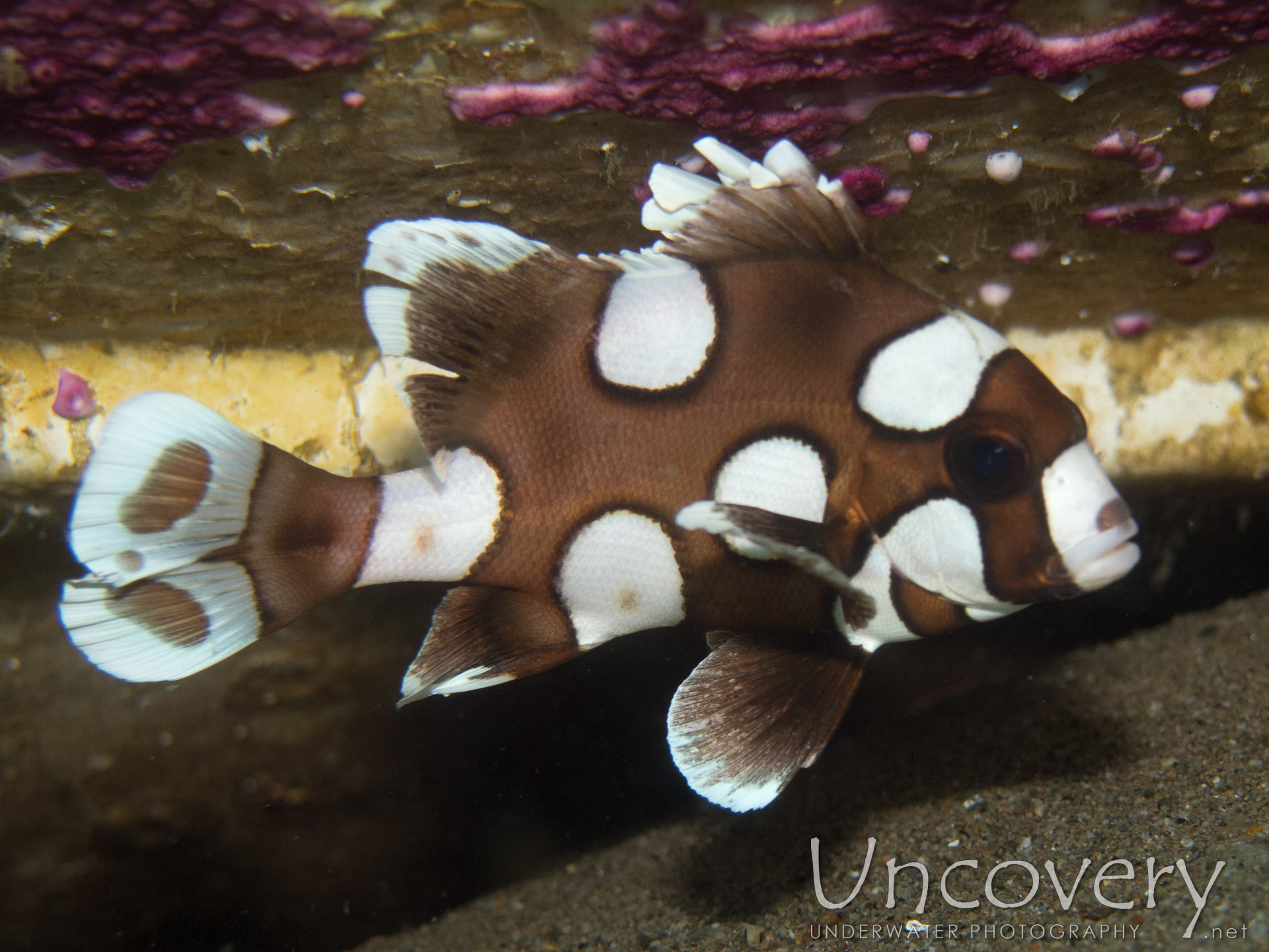 Harlequin Sweetlip (plectorhinhus Chaetodonoides), photo taken in Philippines, Oriental Negros, Dauin, n/a