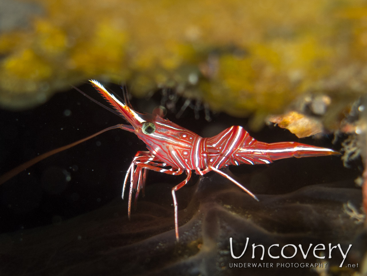 Dancing Shrimp (rhynchocinetes Durbanensis), photo taken in Philippines, Oriental Negros, Dauin, n/a