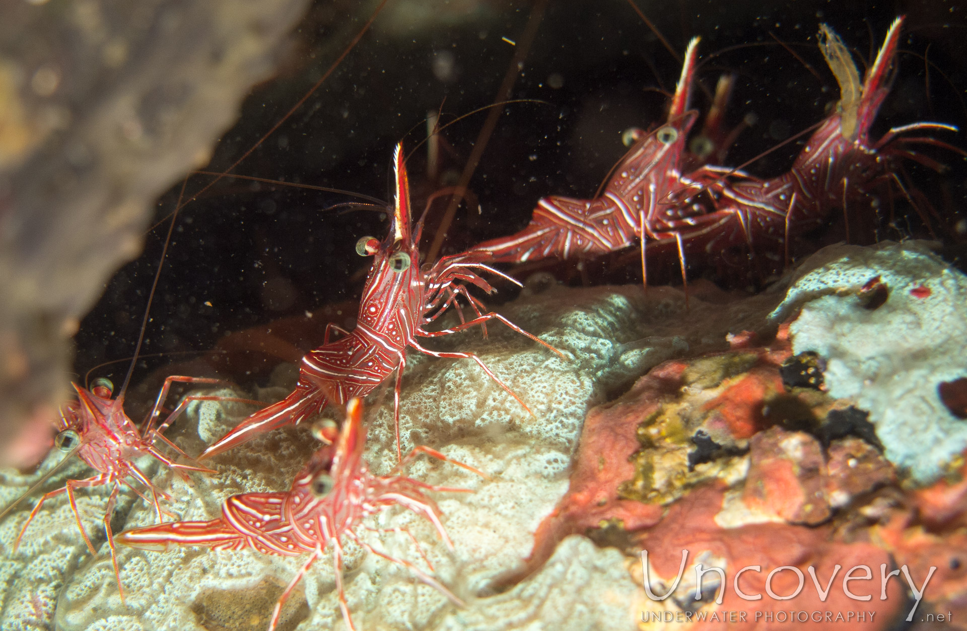 Dancing Shrimp (rhynchocinetes Durbanensis), photo taken in Philippines, Oriental Negros, Dauin, n/a