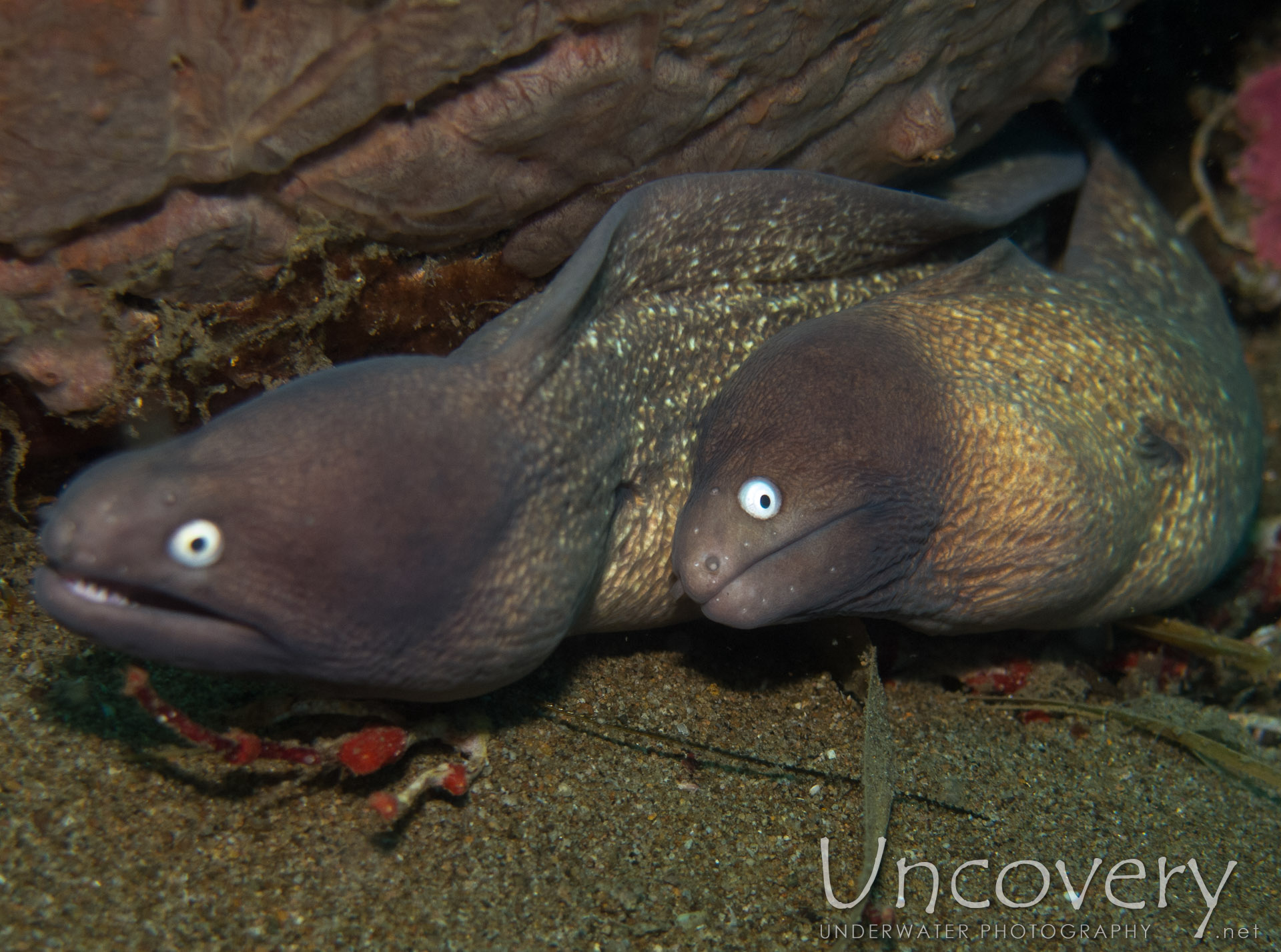 White Eyed Moray (gymnothorax Thyrsoideus), photo taken in Philippines, Oriental Negros, Dauin, n/a