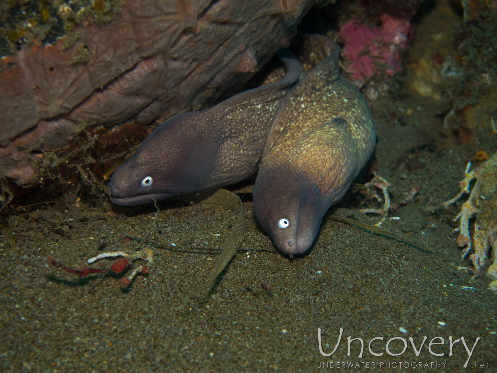 White Eyed Moray (gymnothorax Thyrsoideus), photo taken in Philippines, Oriental Negros, Dauin, n/a