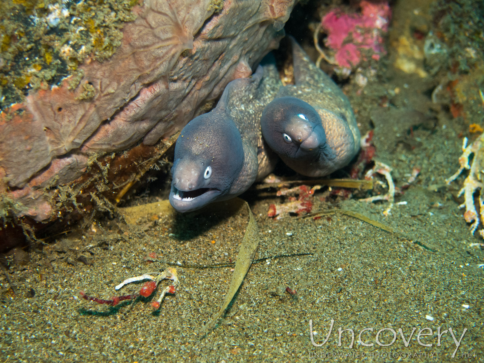 White Eyed Moray (gymnothorax Thyrsoideus), photo taken in Philippines, Oriental Negros, Dauin, n/a