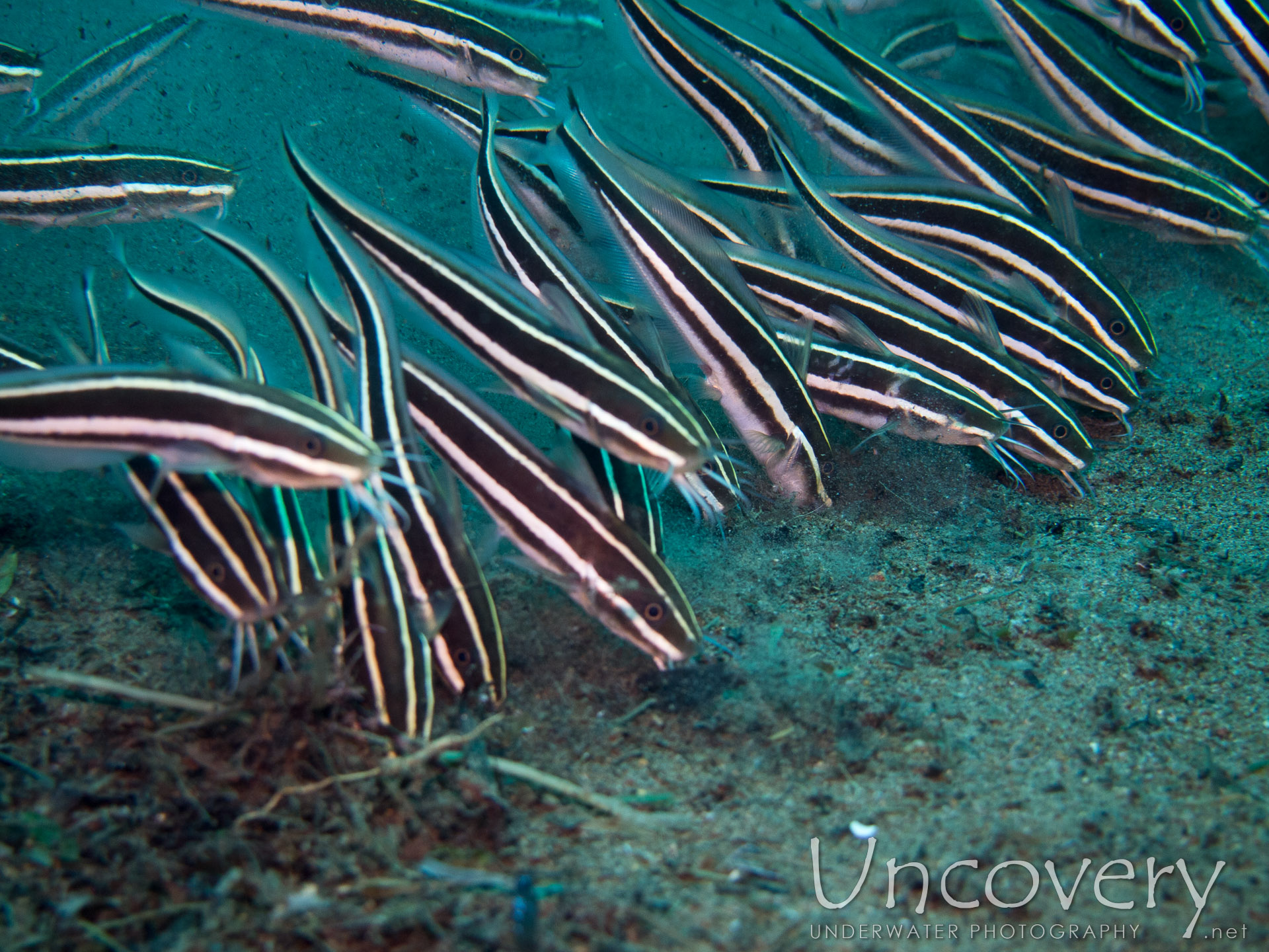 Striped Catfish (plotosus Lineatus), photo taken in Philippines, Oriental Negros, Dauin, n/a