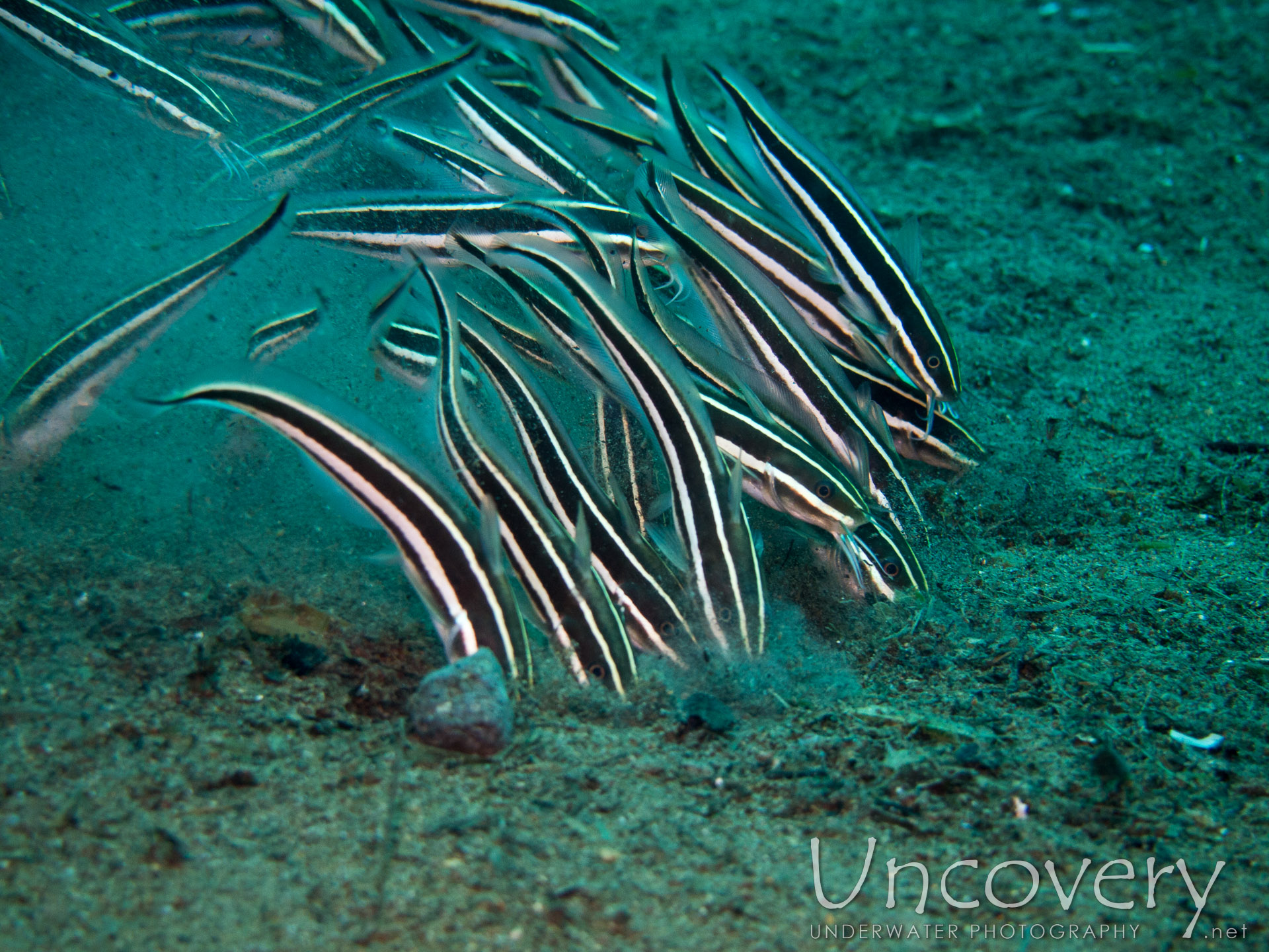 Striped Catfish (plotosus Lineatus), photo taken in Philippines, Oriental Negros, Dauin, n/a