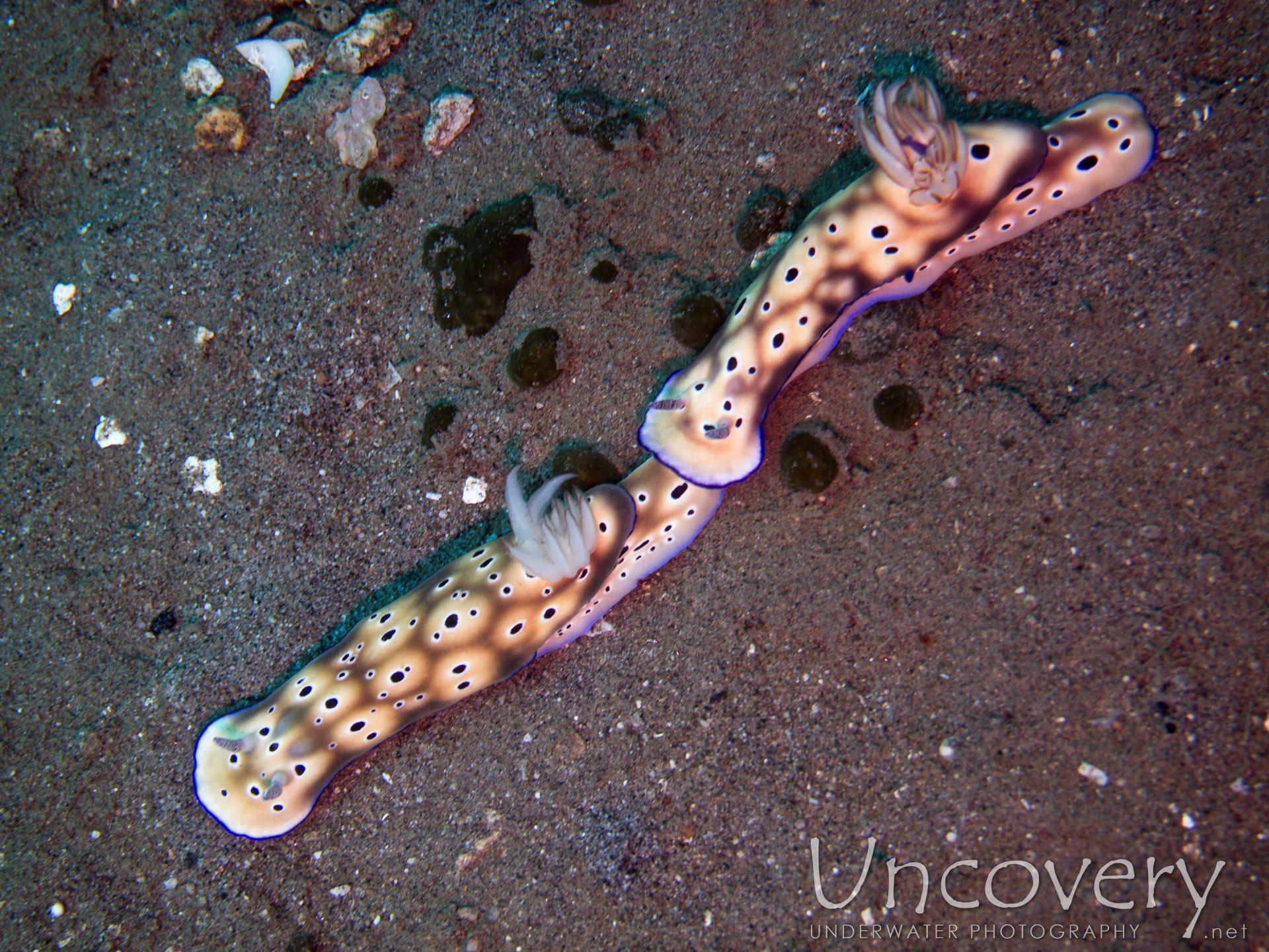 Nudibranch (hypselodoris Tryoni), photo taken in Philippines, Oriental Negros, Dauin, n/a