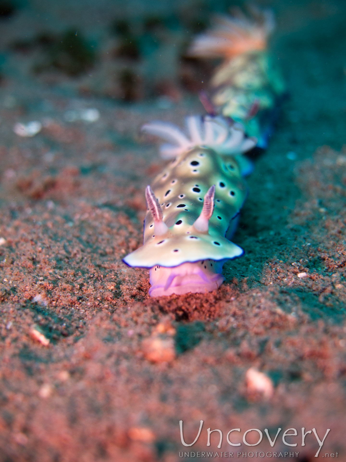 Nudibranch (hypselodoris Tryoni), photo taken in Philippines, Oriental Negros, Dauin, n/a