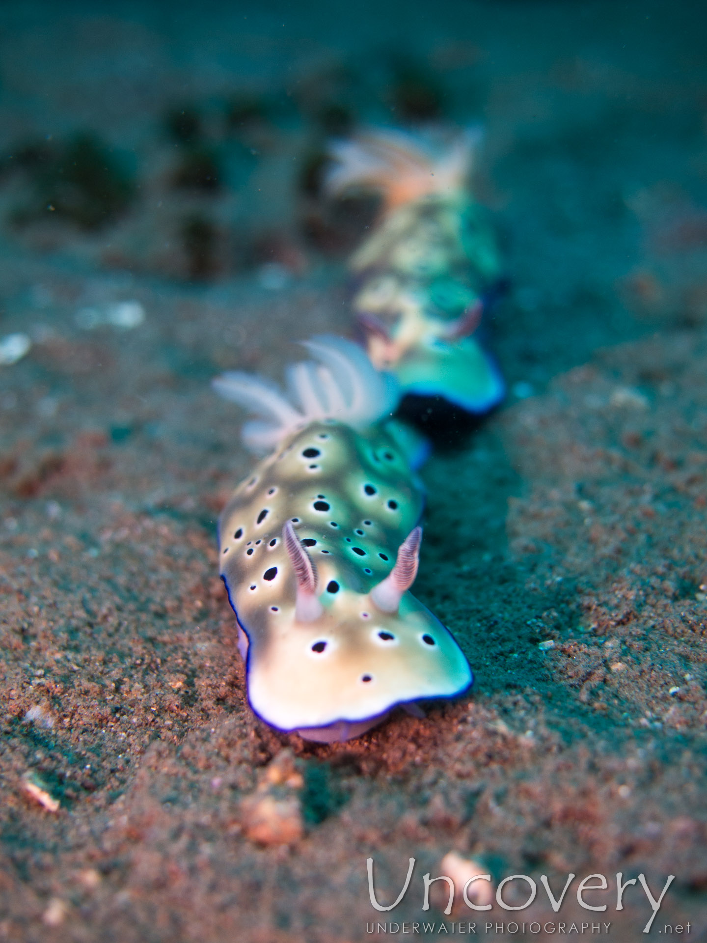 Nudibranch (hypselodoris Tryoni), photo taken in Philippines, Oriental Negros, Dauin, n/a