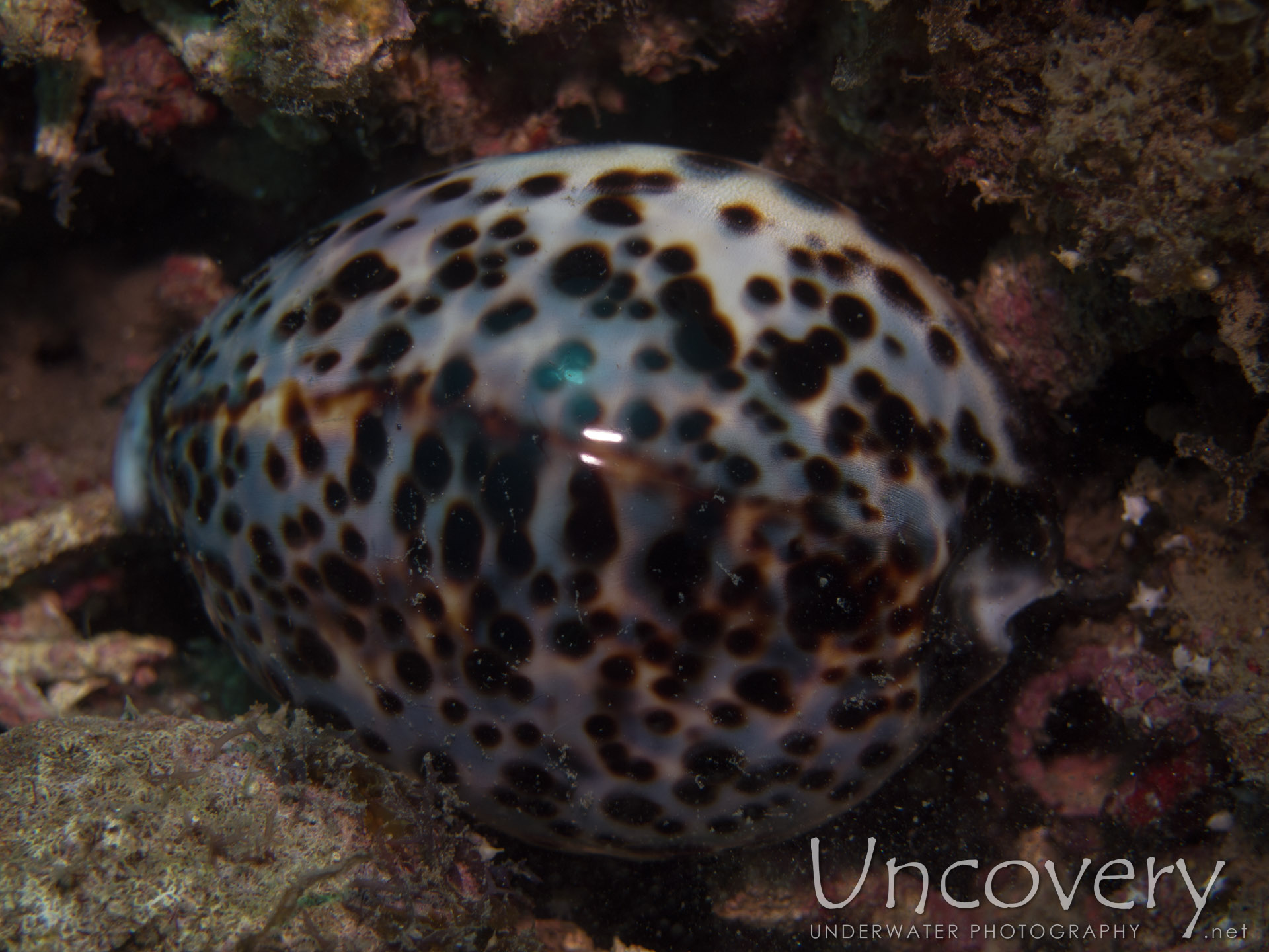 Tiger Shell (cypraea Tigris), photo taken in Philippines, Oriental Negros, Dauin, n/a