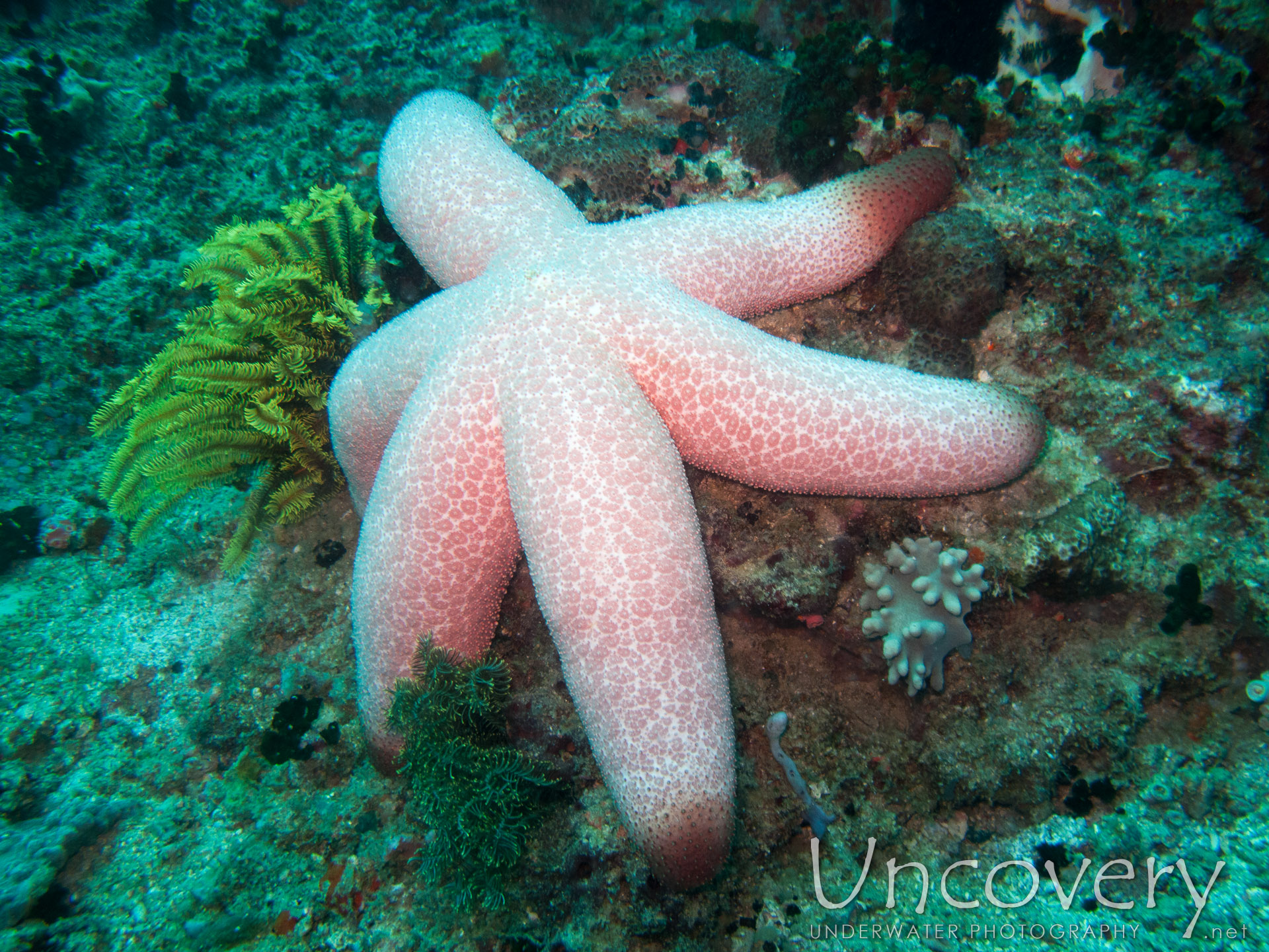 00 To Be Determined, photo taken in Philippines, Oriental Negros, Dauin, n/a