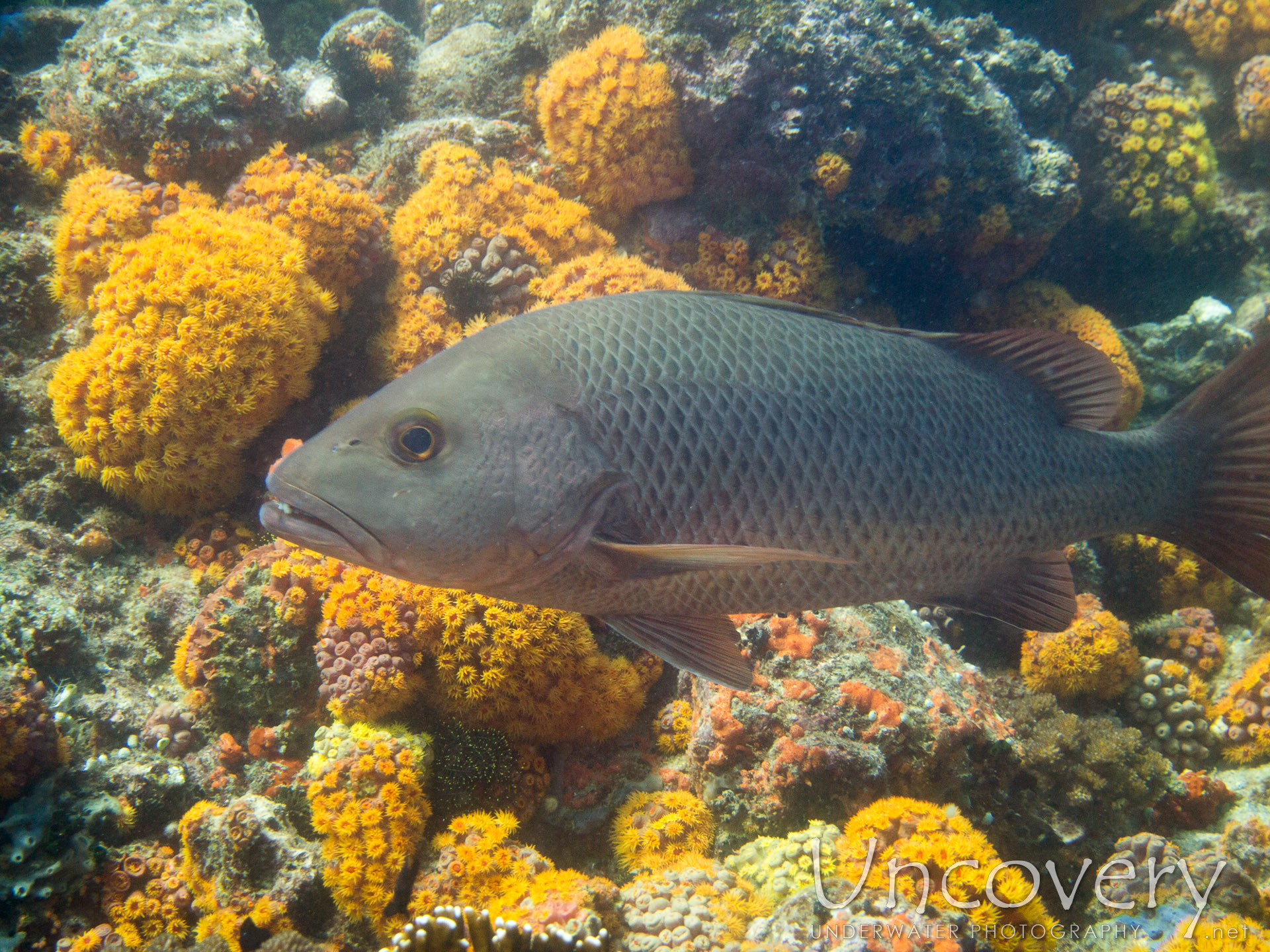 00 To Be Determined, photo taken in Philippines, Oriental Negros, Dauin, n/a