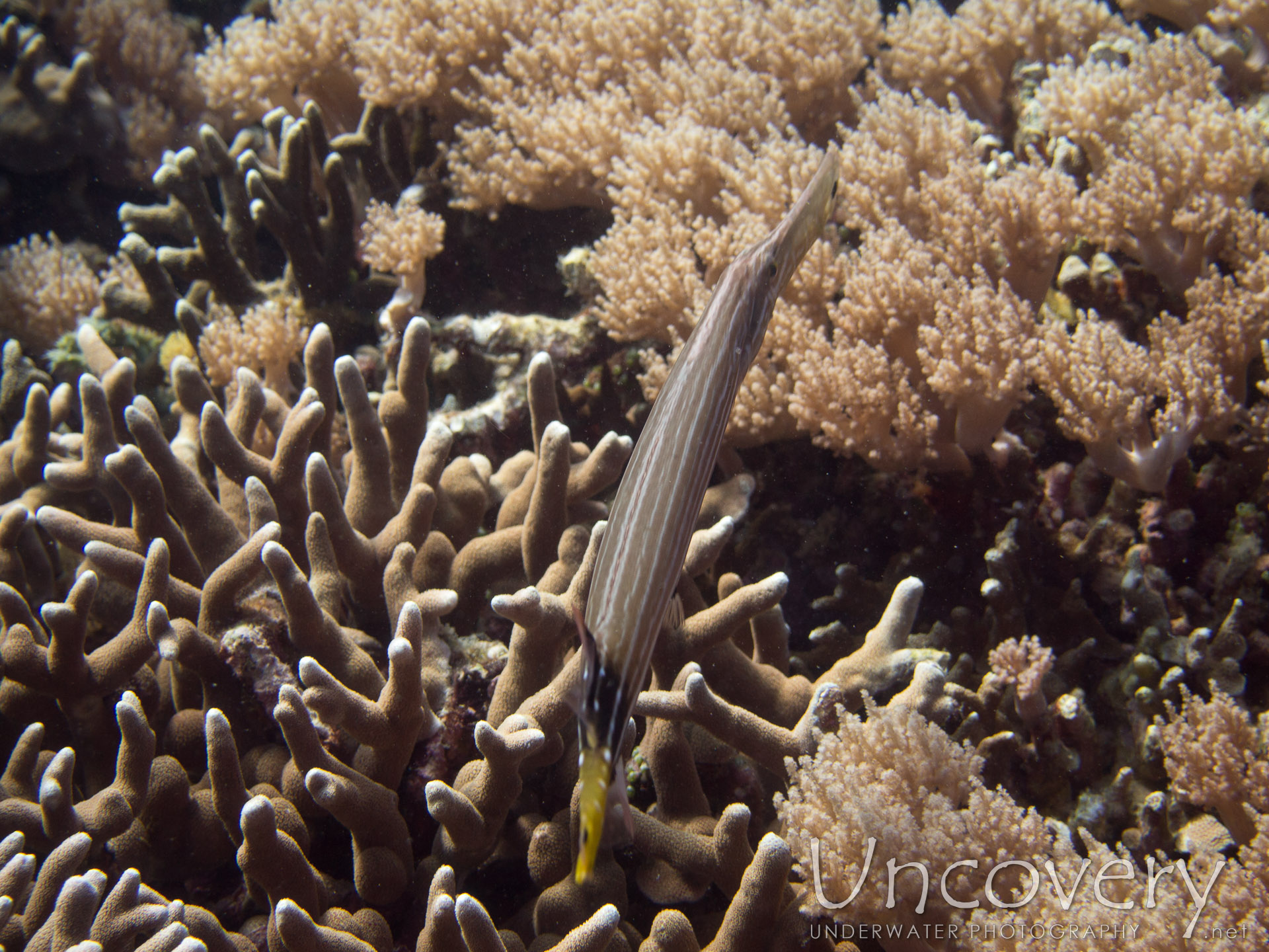 00 To Be Determined, photo taken in Philippines, Oriental Negros, Dauin, n/a