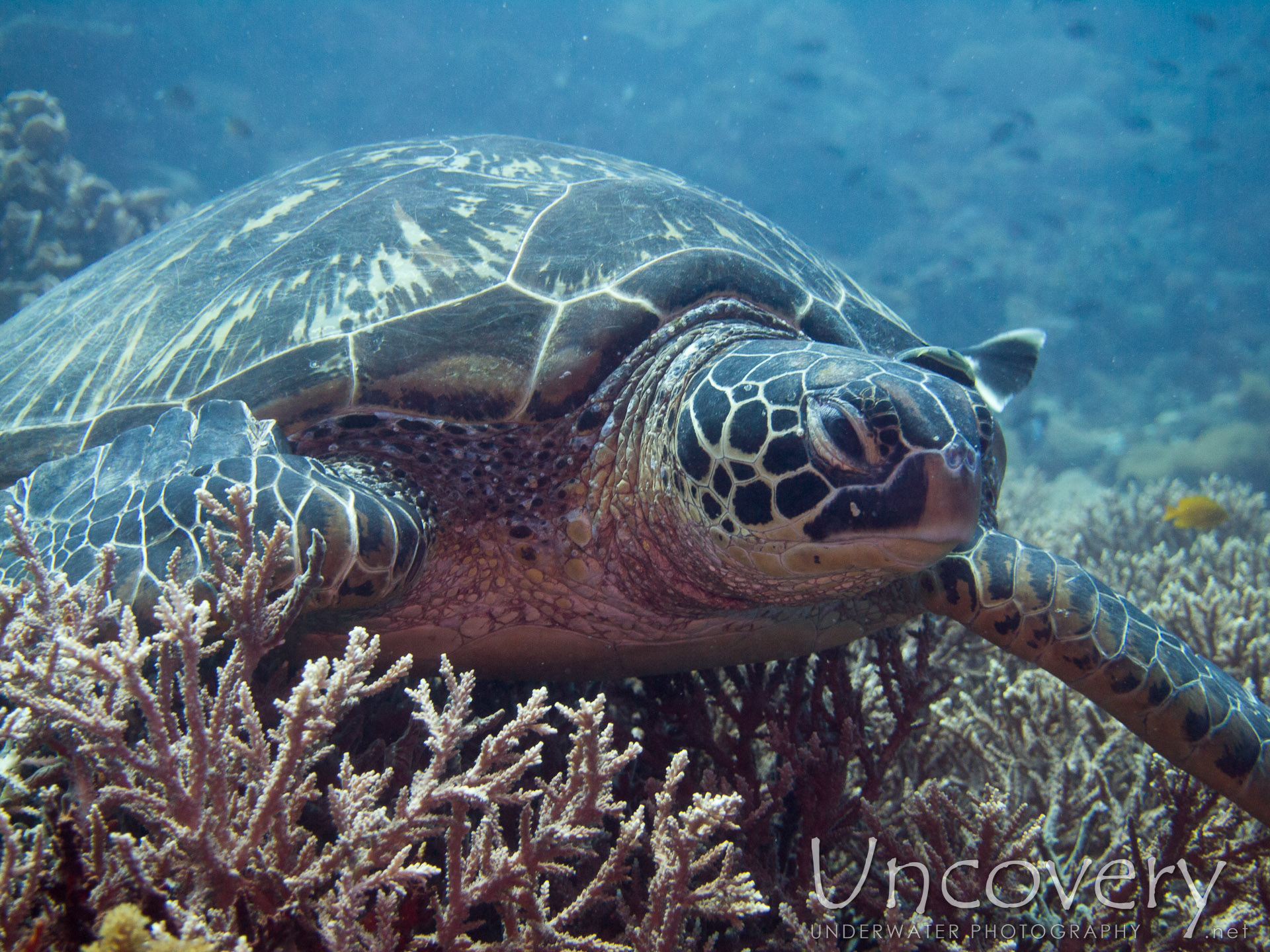 00 To Be Determined, photo taken in Philippines, Oriental Negros, Dauin, n/a