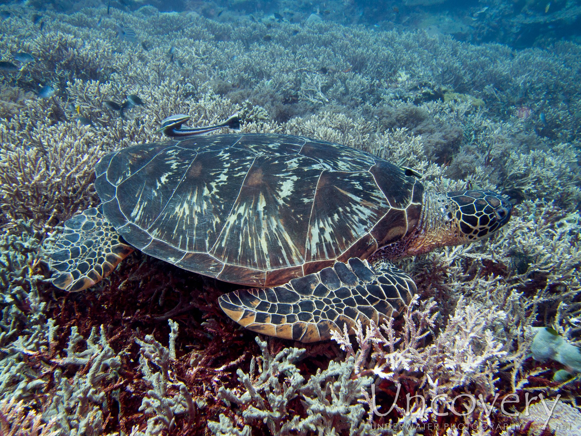 00 To Be Determined, photo taken in Philippines, Oriental Negros, Dauin, n/a