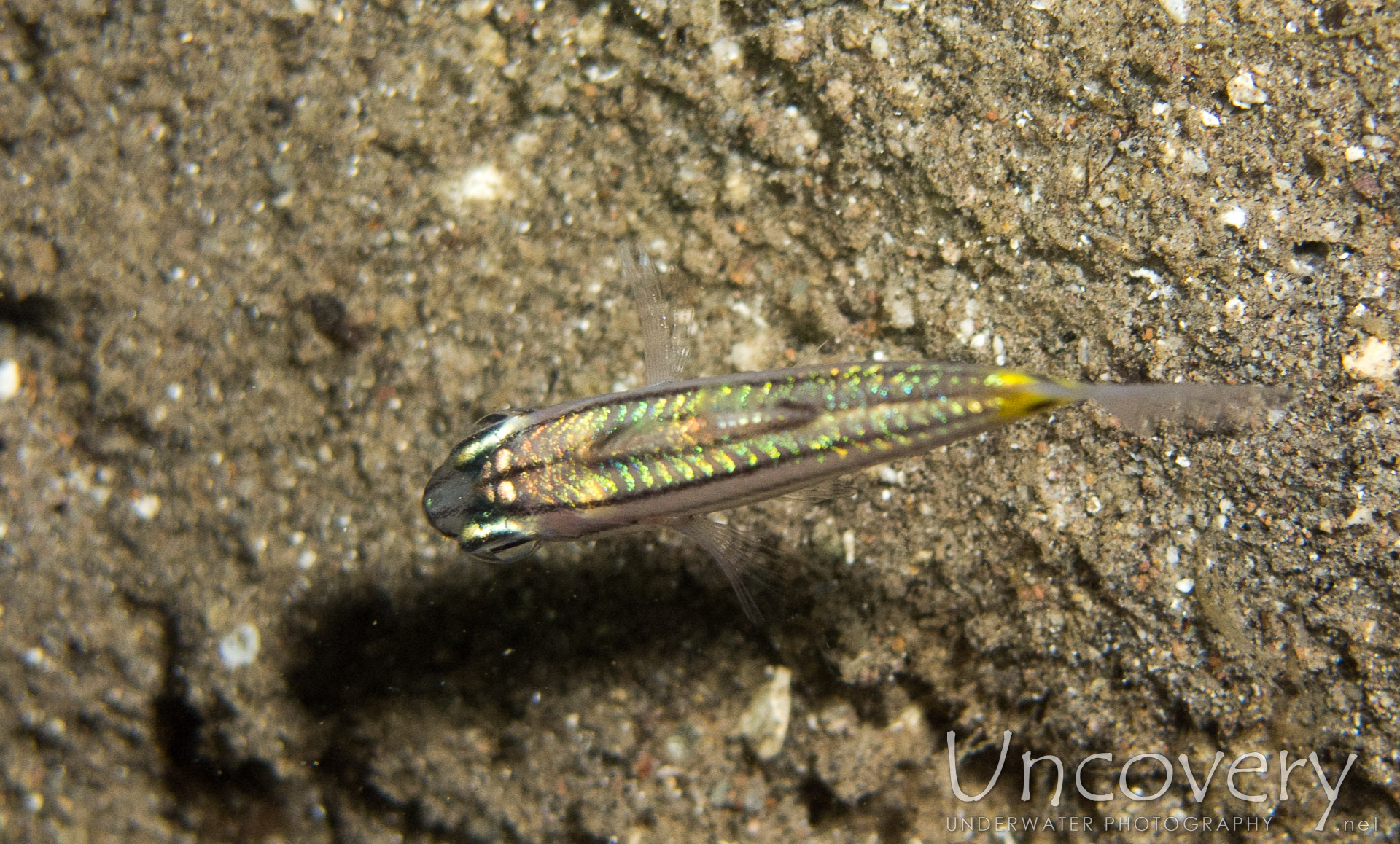 00 To Be Determined, photo taken in Philippines, Oriental Negros, Dauin, n/a