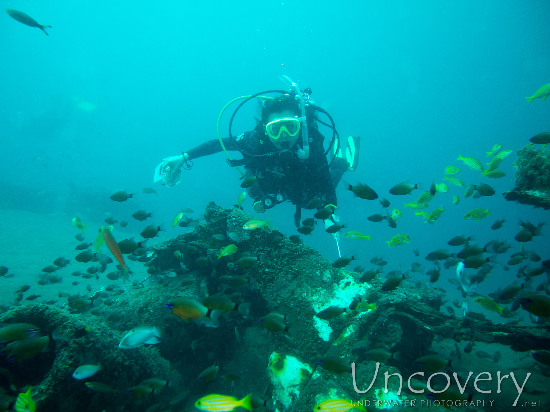 00 To Be Determined, photo taken in Philippines, Oriental Negros, Dauin, n/a